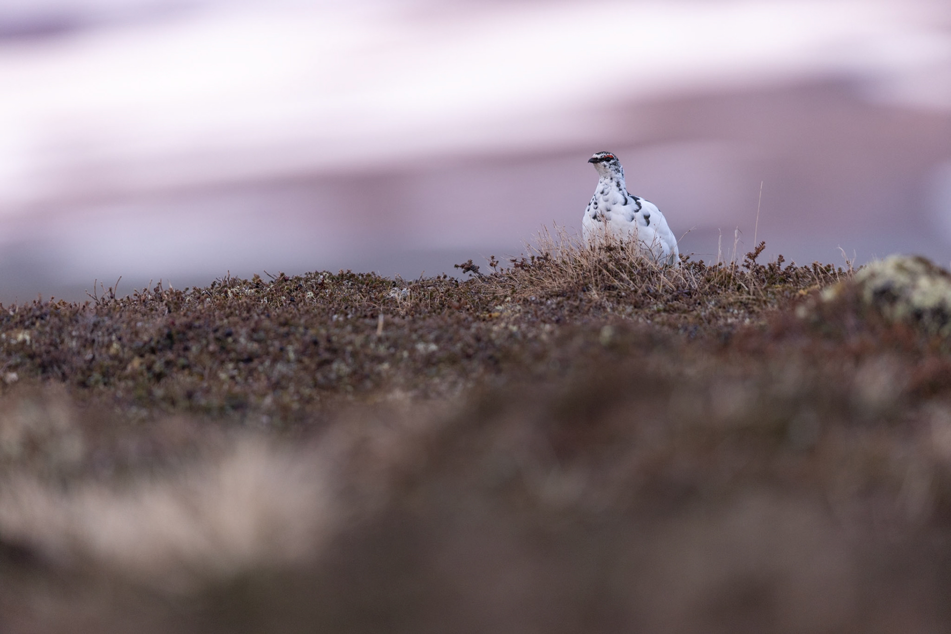 Rock ptarmigan