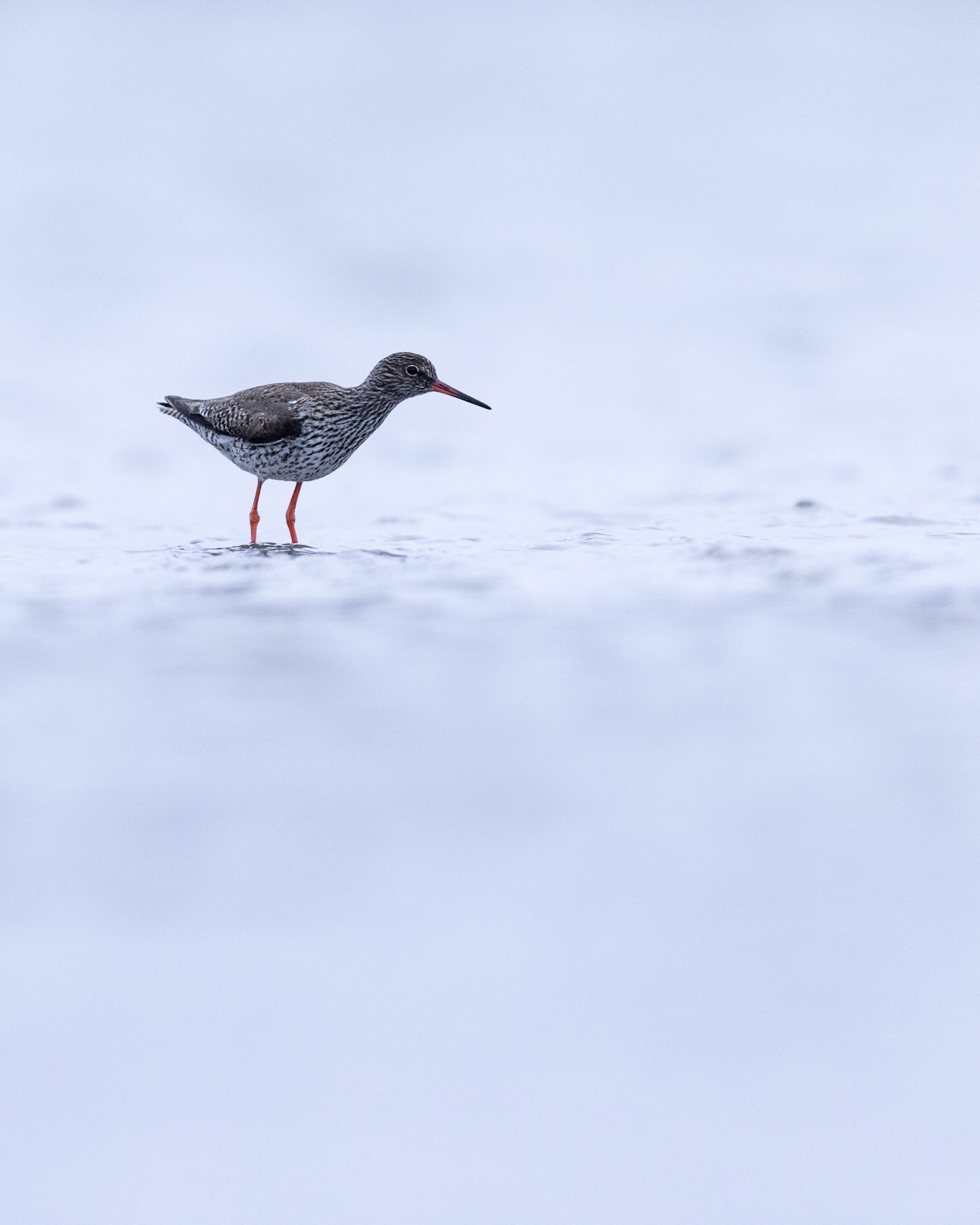 Redshank