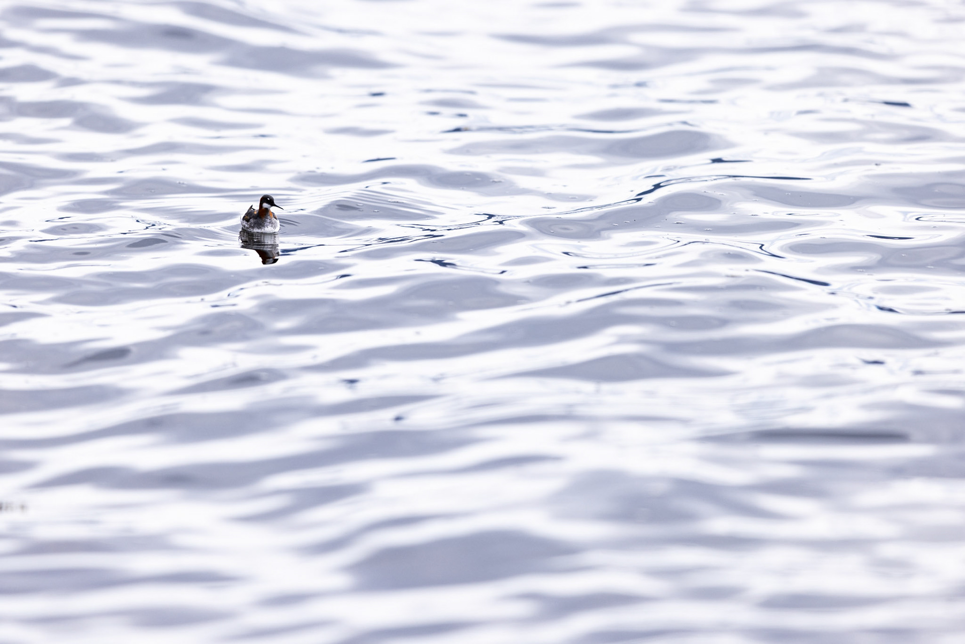 Red-necked phalarope