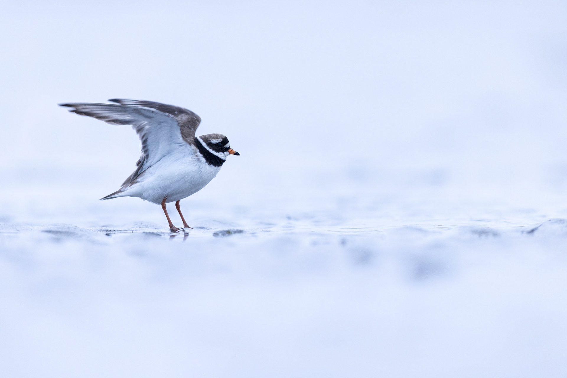 Common ringed plover