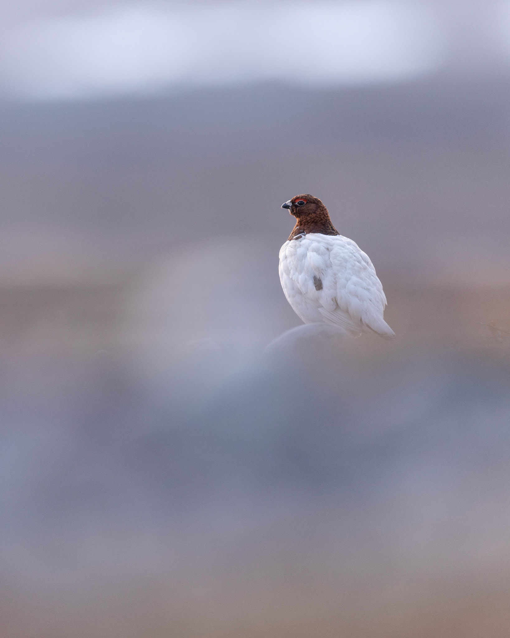 Willow grouse