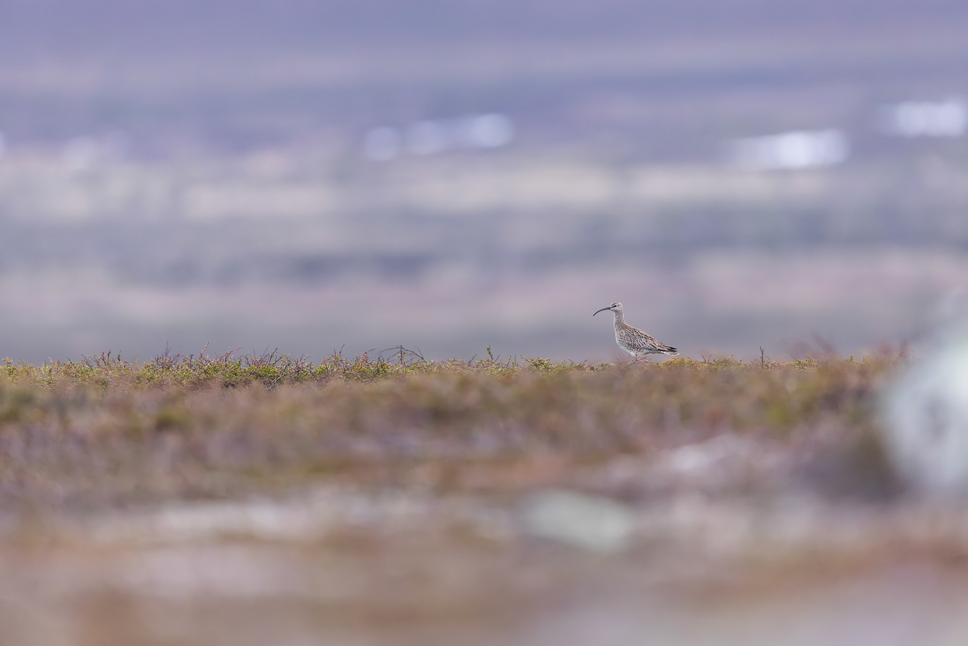 Whimbrel