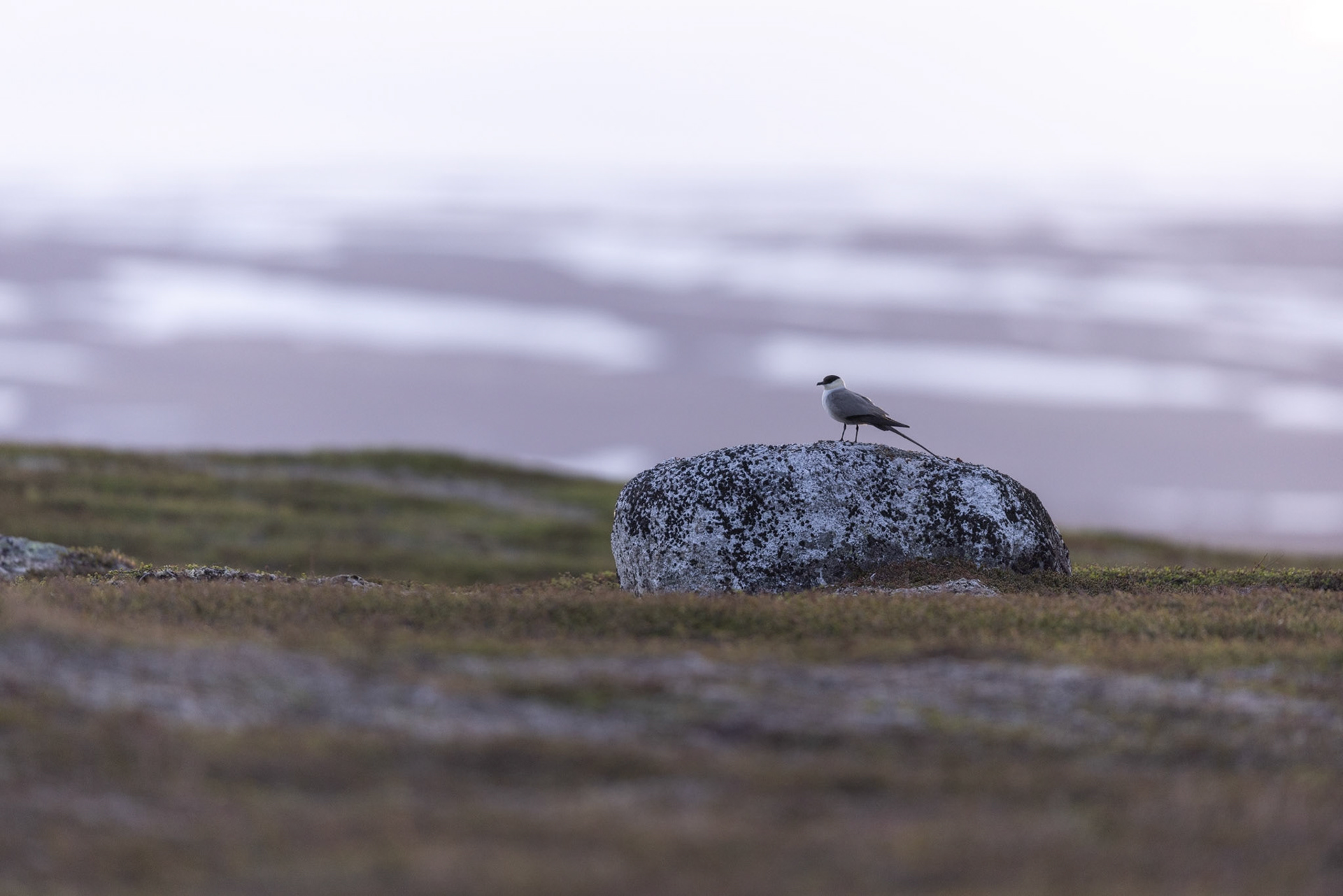 Long-tailed skua