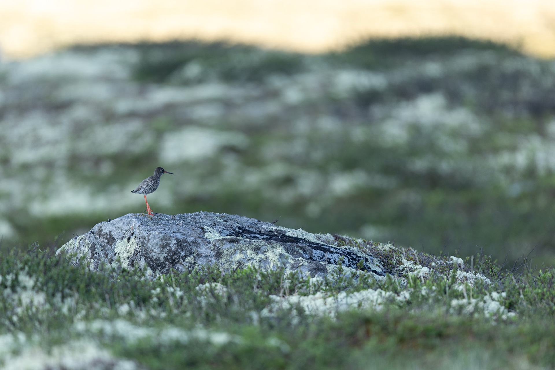 Common redshank