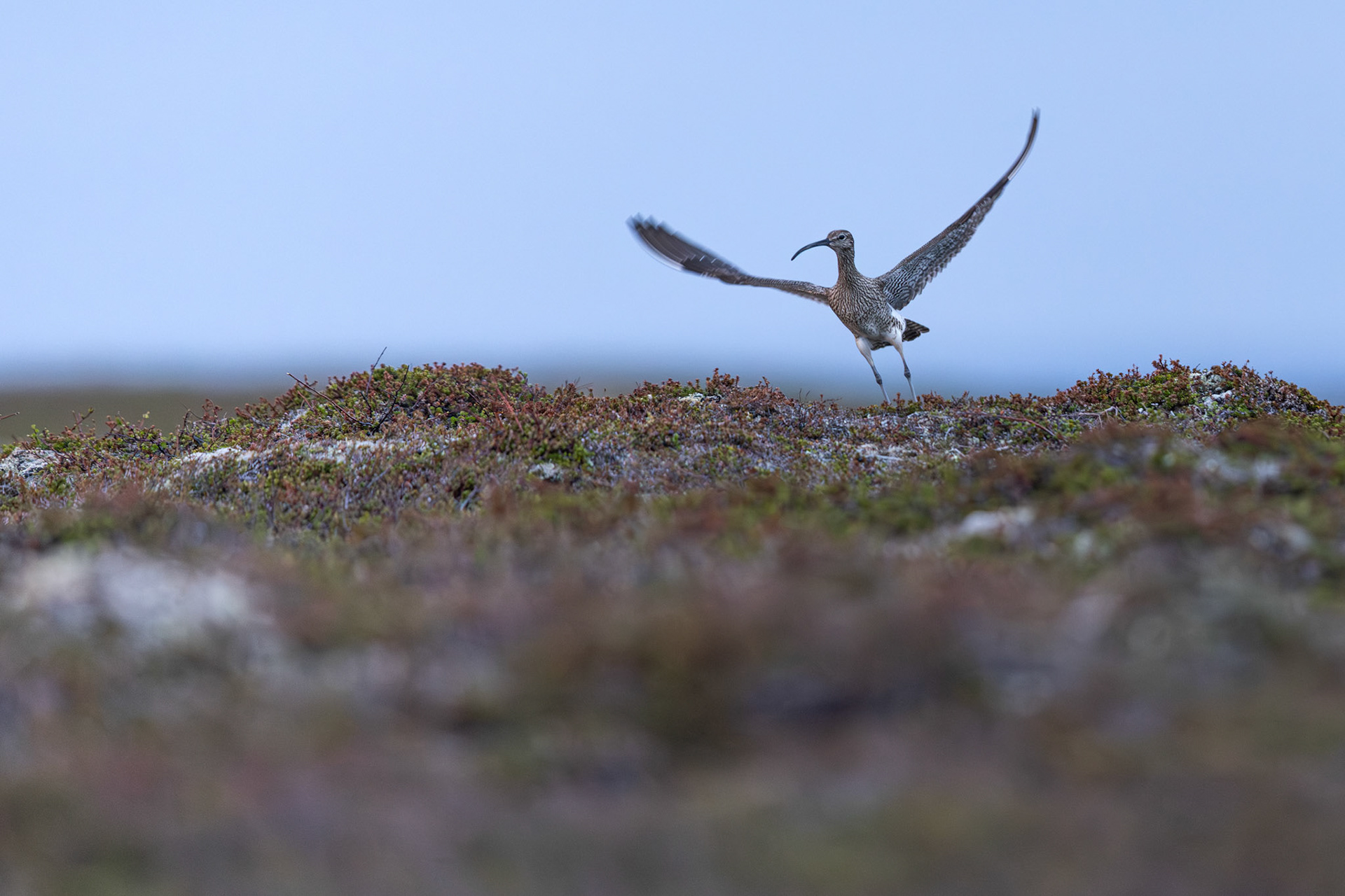 Whimbrel