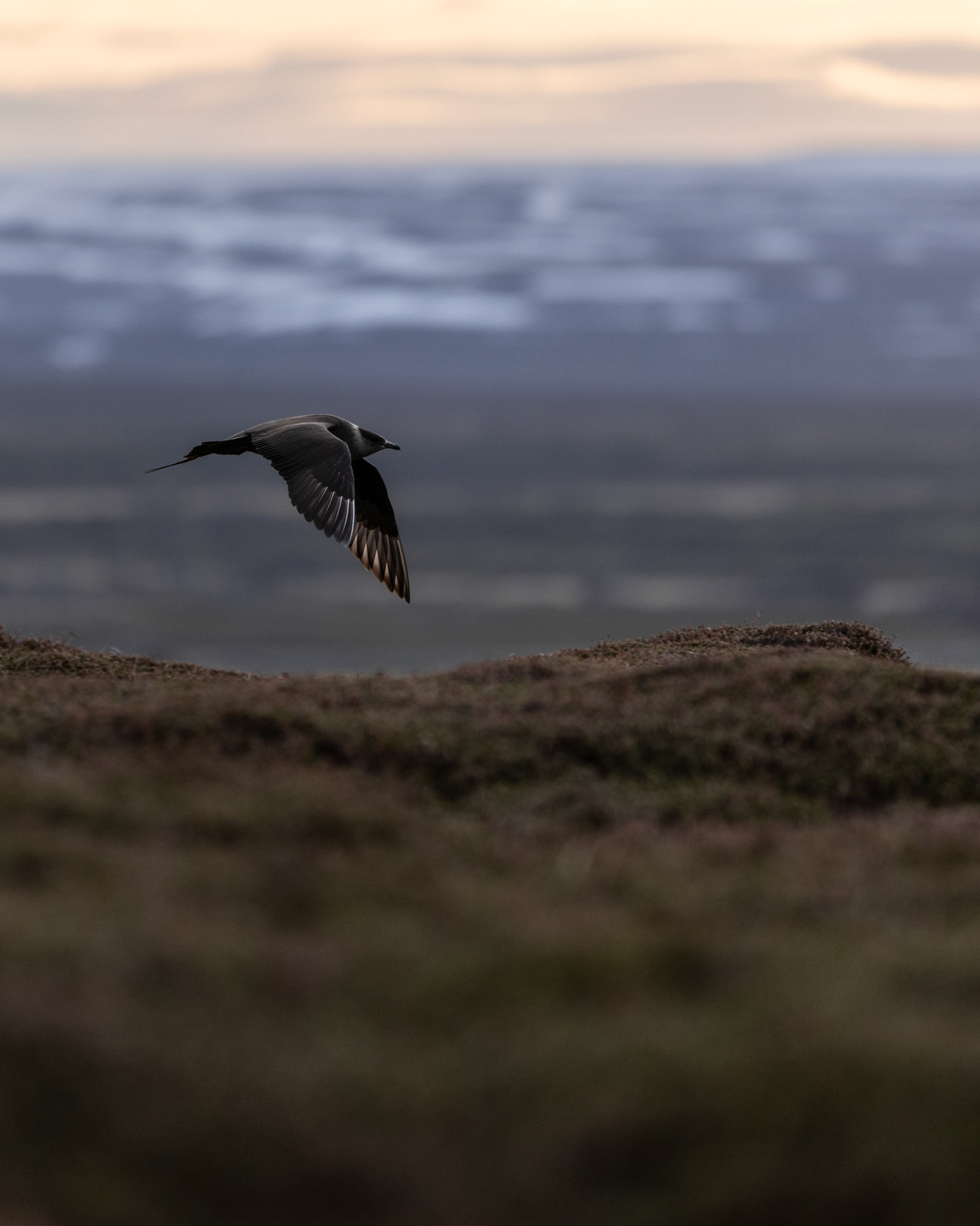 Arctic skua