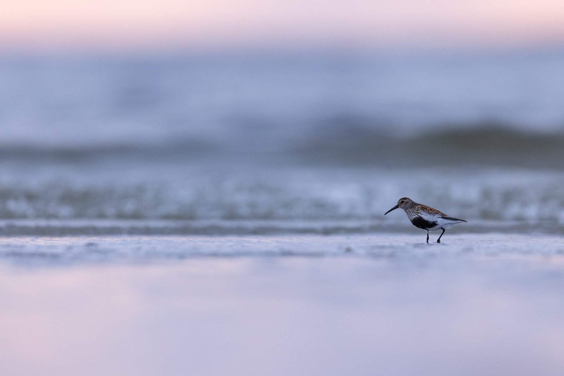 Dunlin