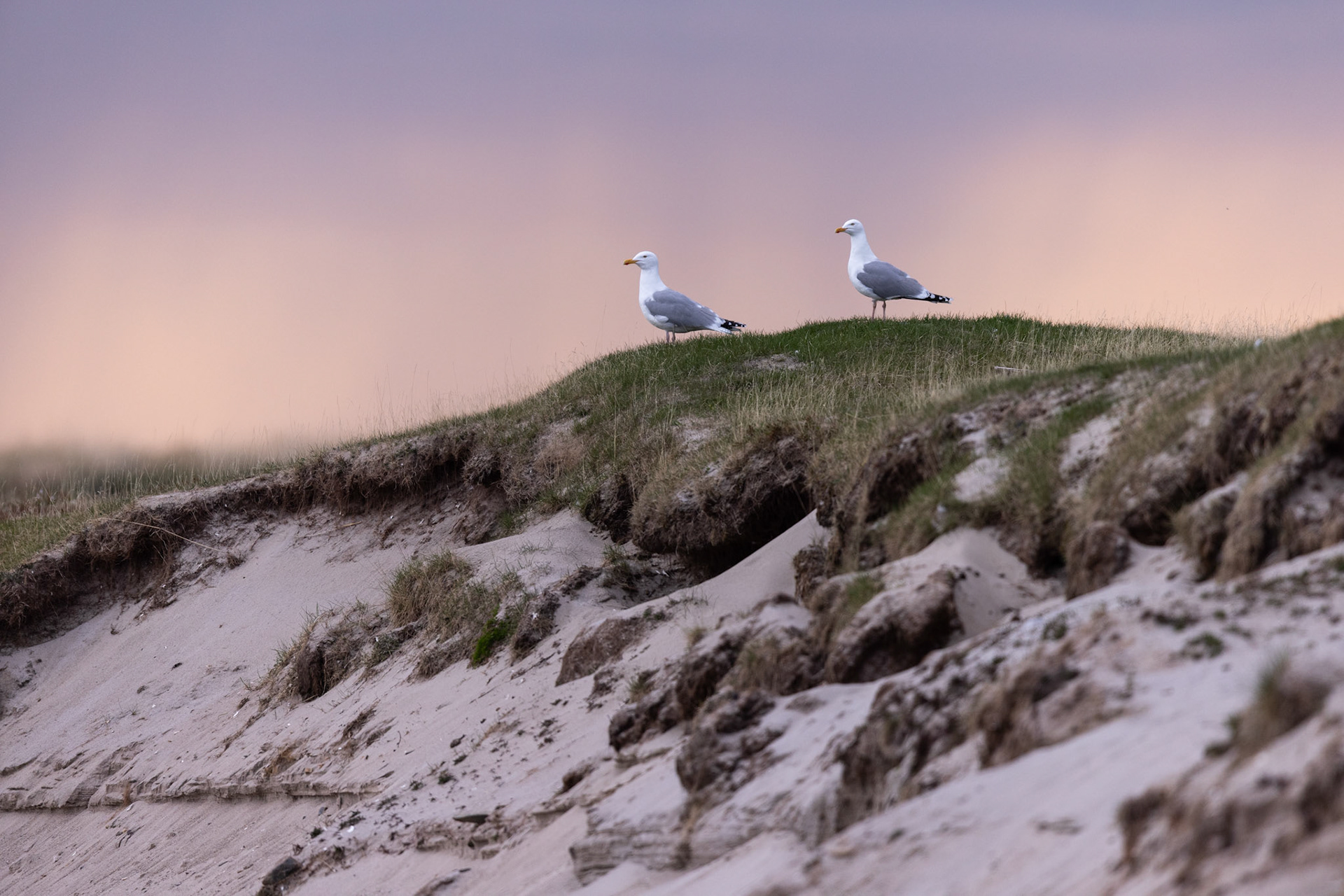 Herring gull