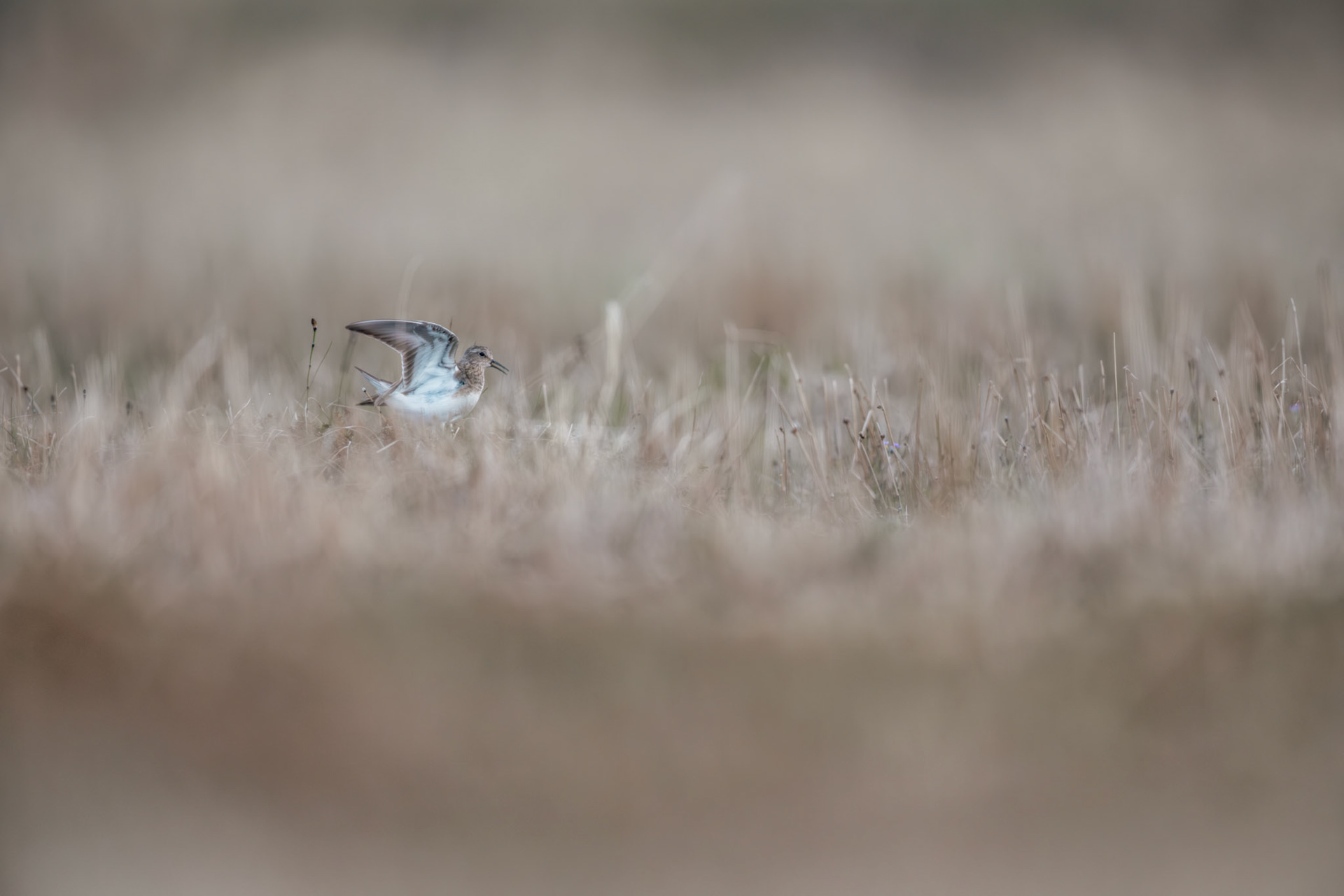 Temmincks stint