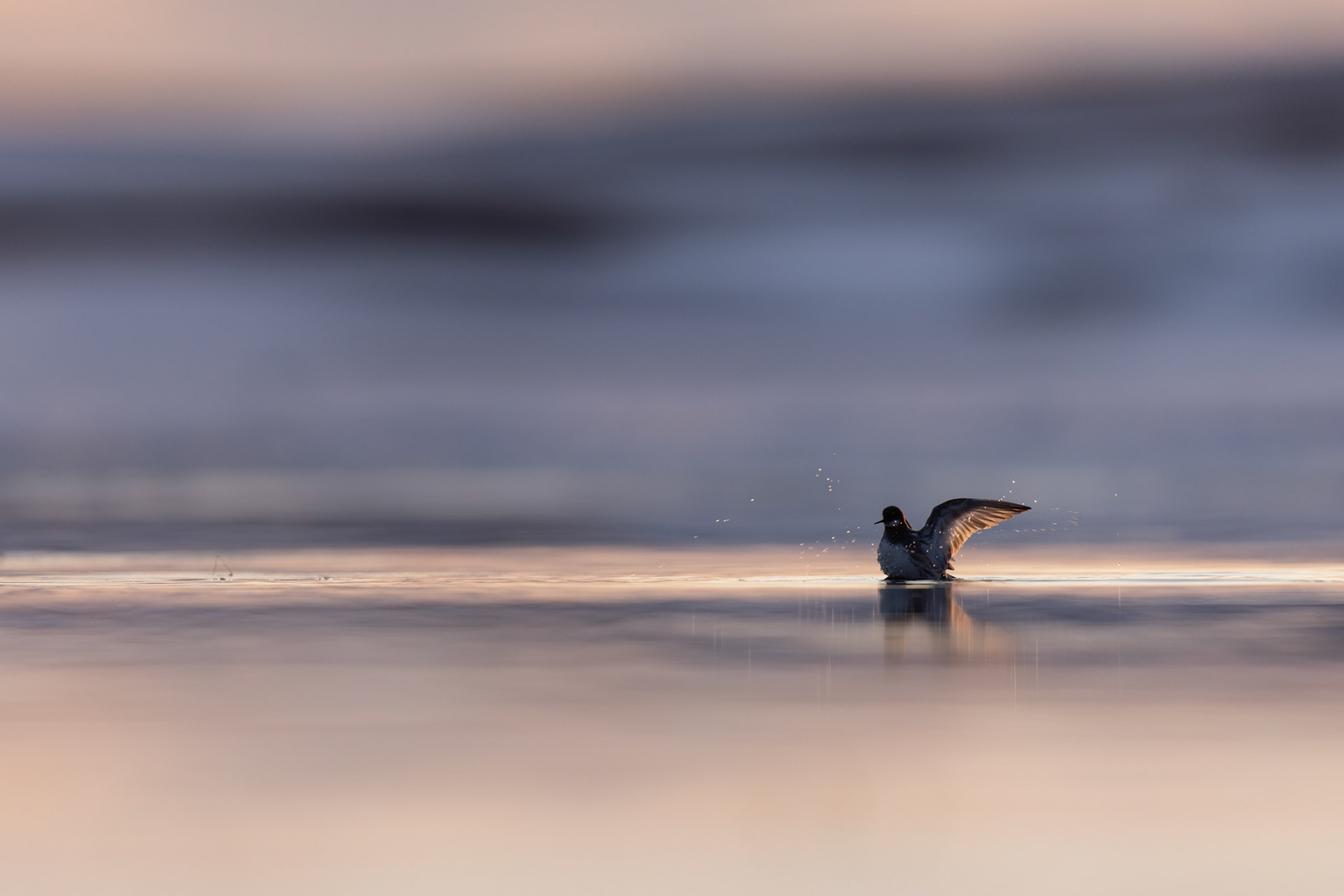 Red-necked phalarope