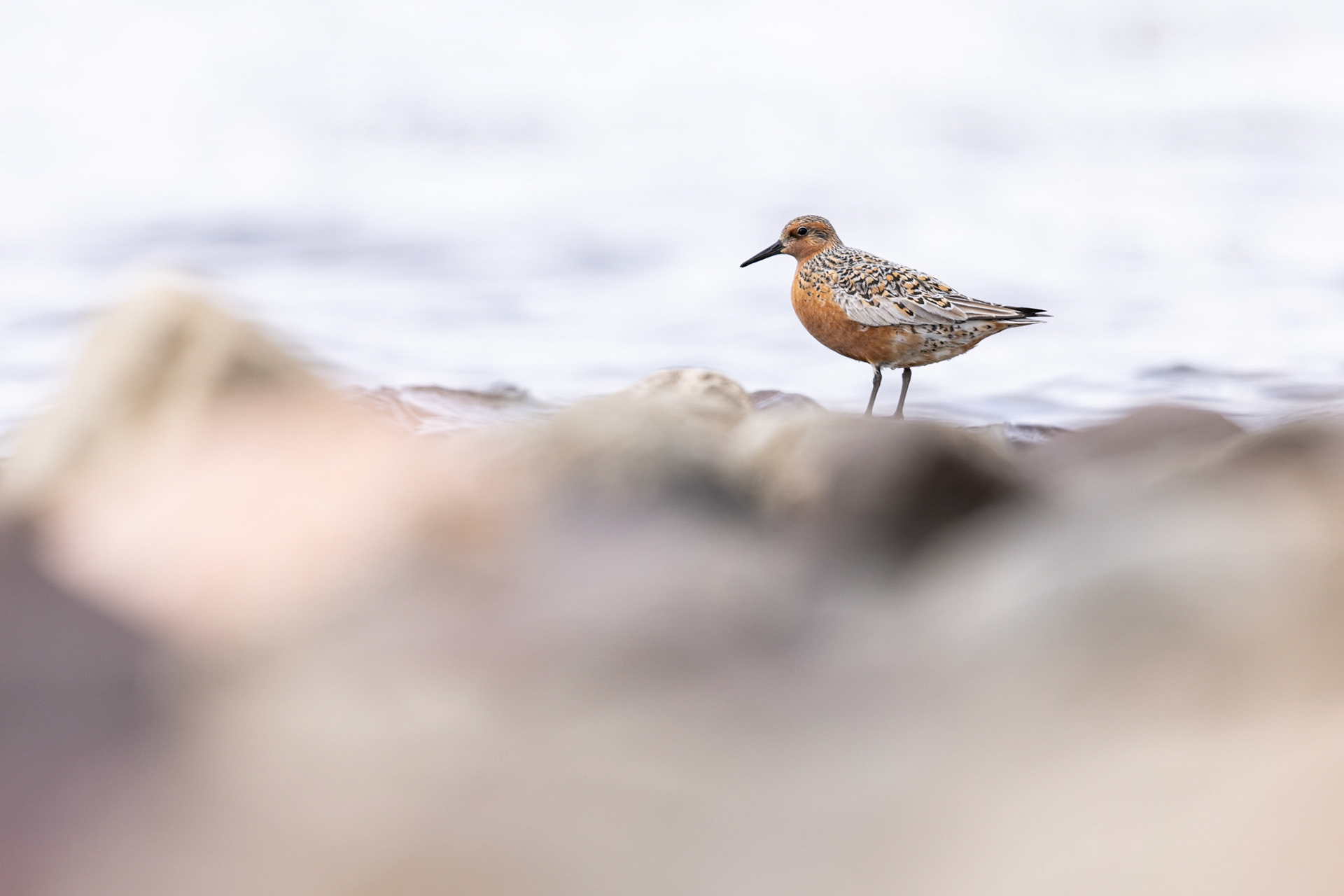 Red knot