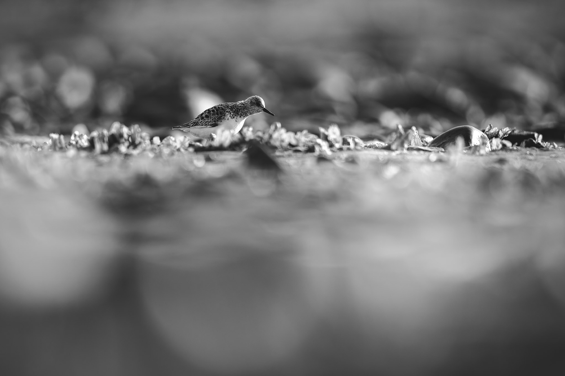 Sanderling