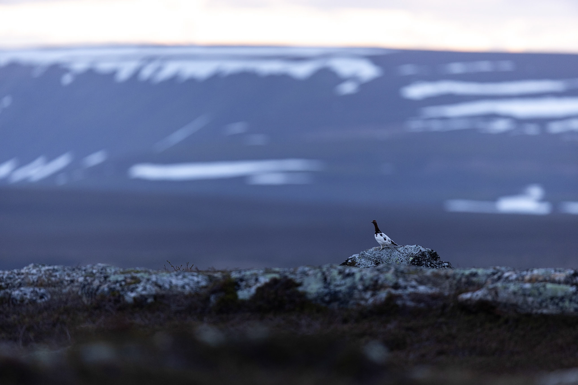Willow grouse