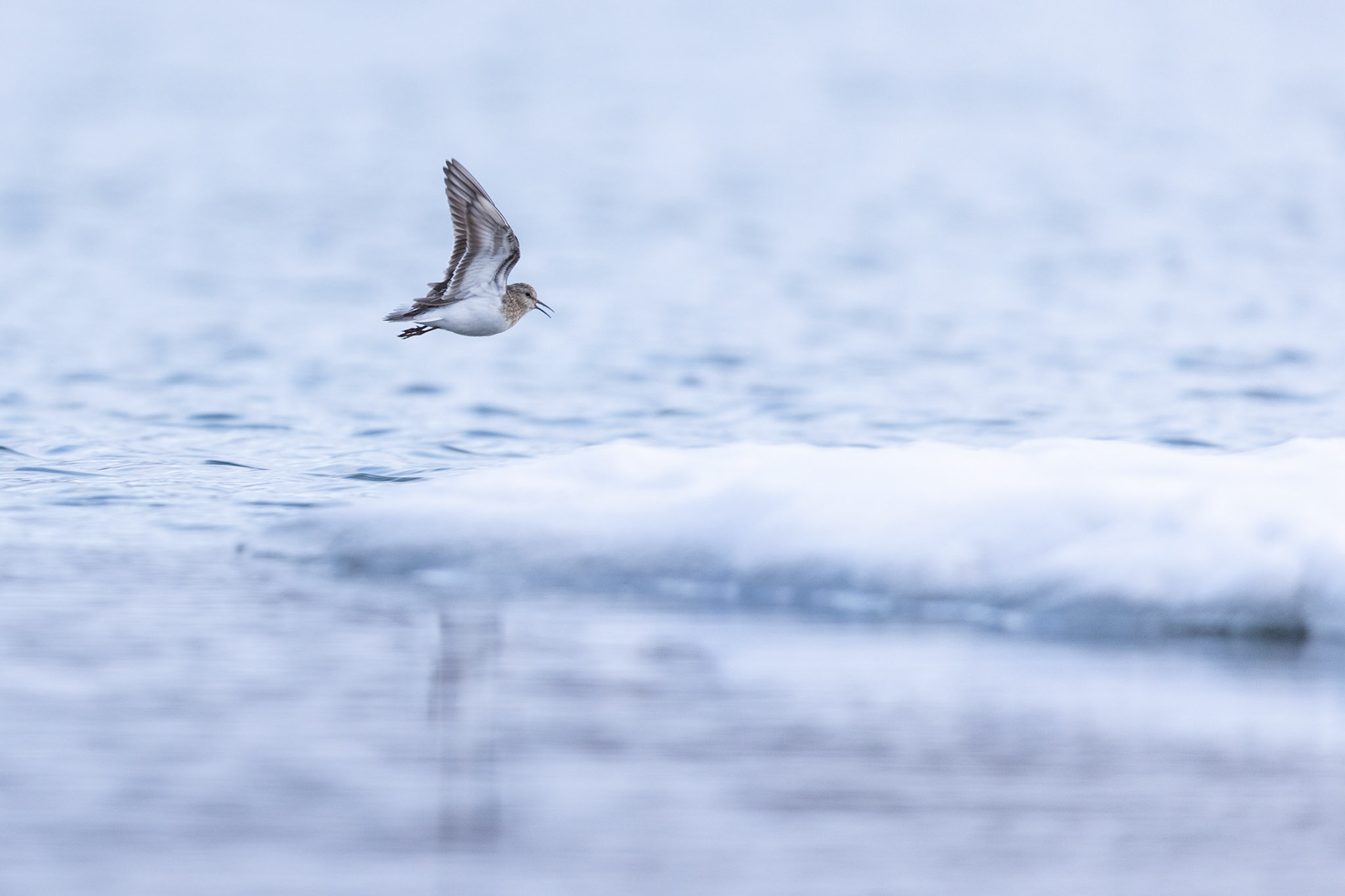 Temmincks stint
