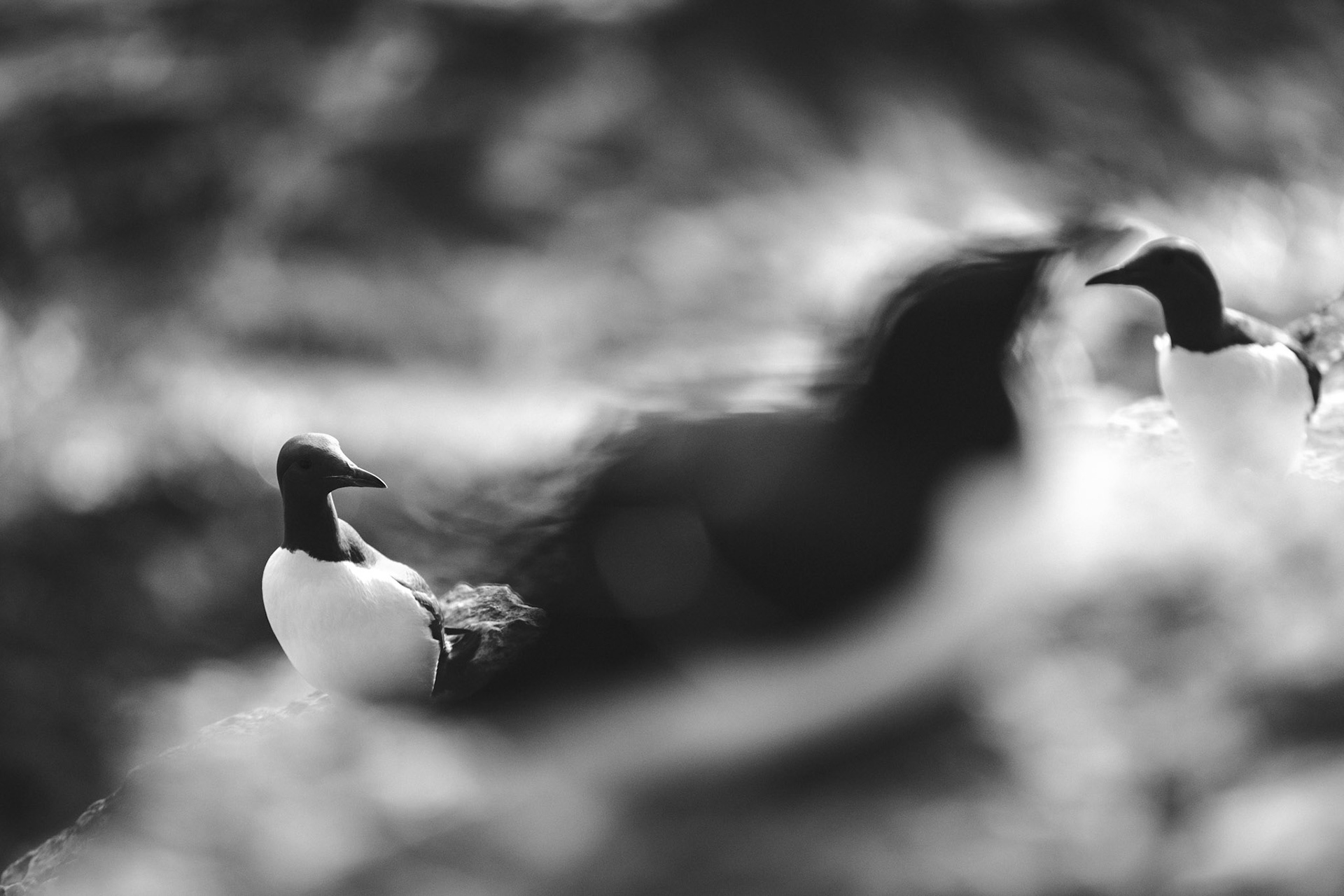 Common guillemot
