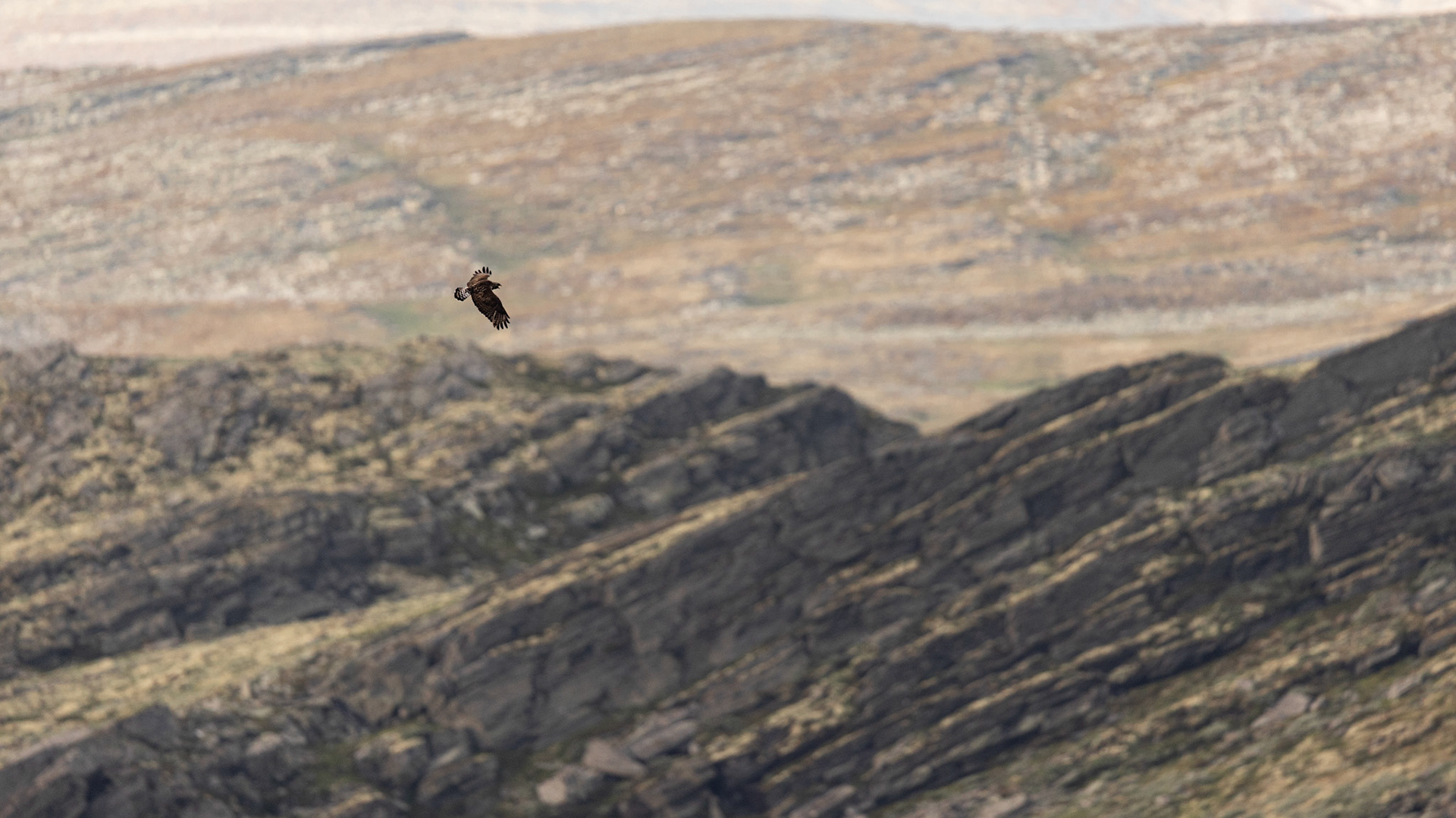 Rough-legged buzzard