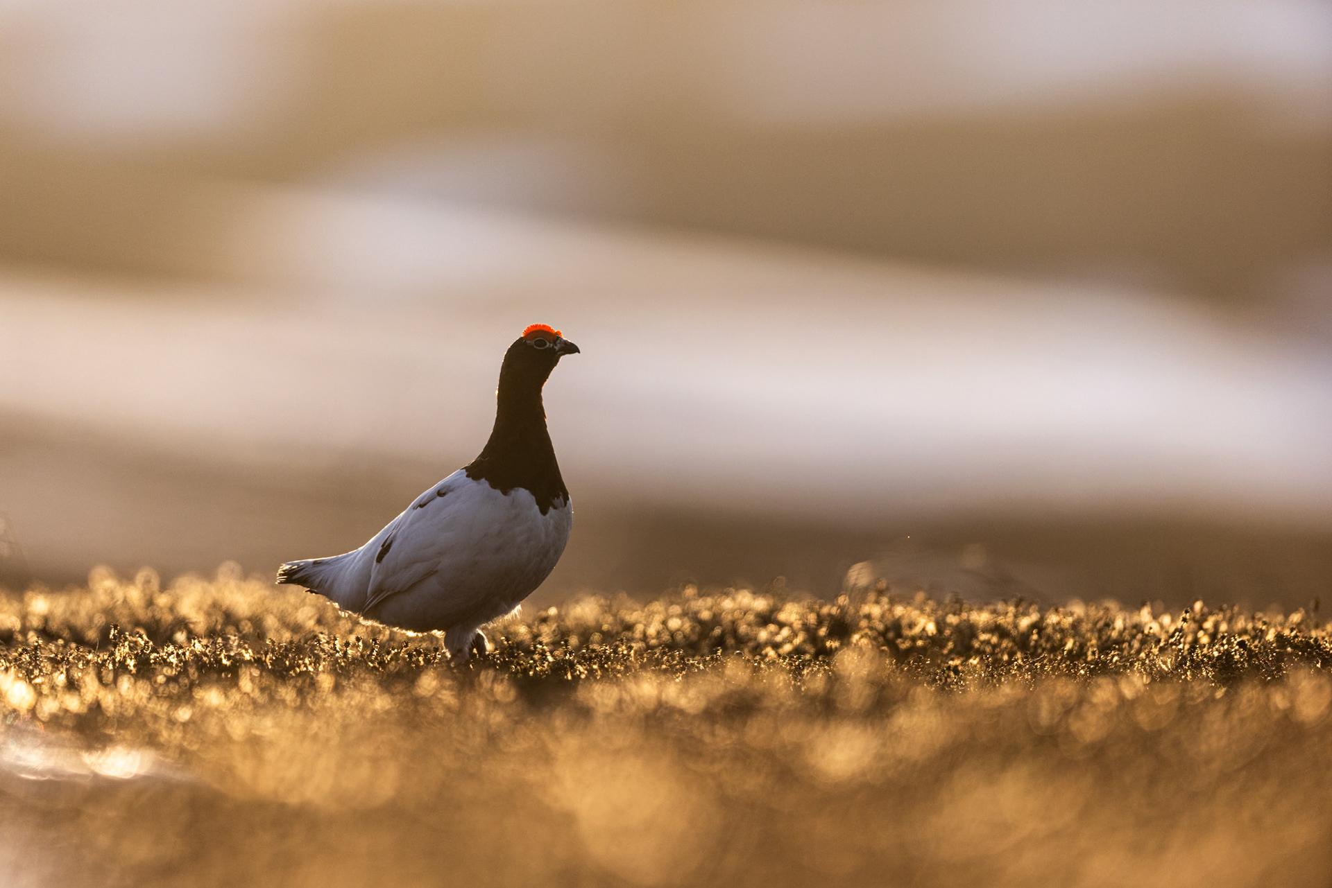 Willow grouse
