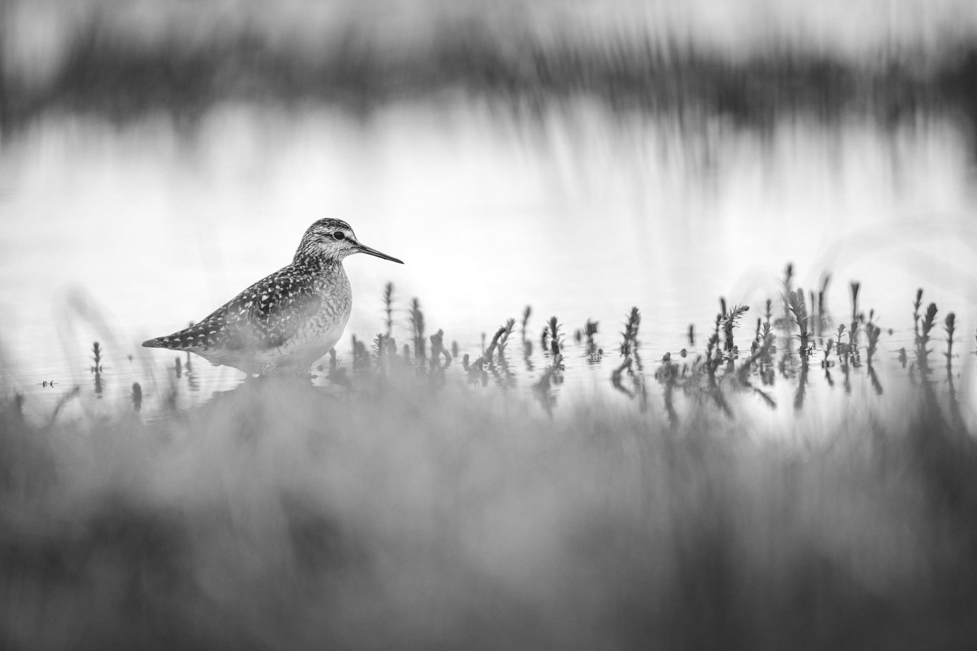Wood sandpiper