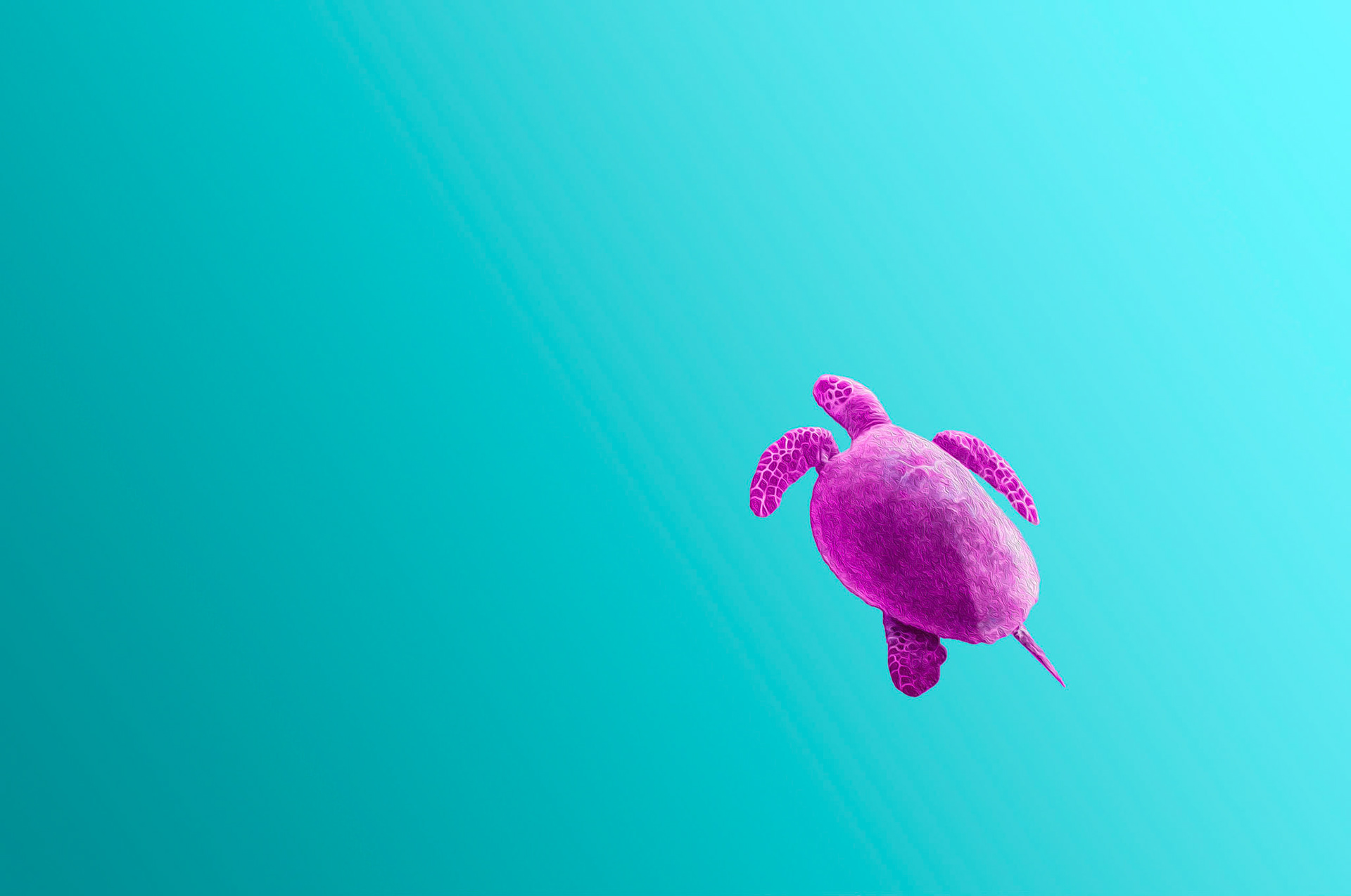 Green Turtle #3