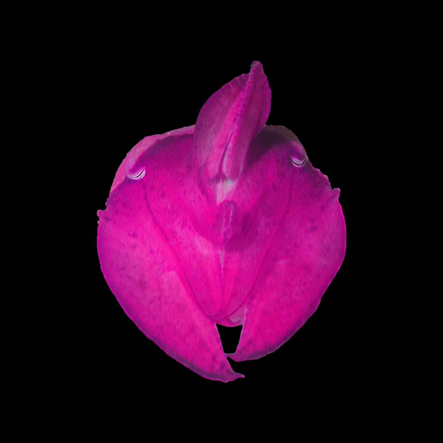 Cuttlefish #5