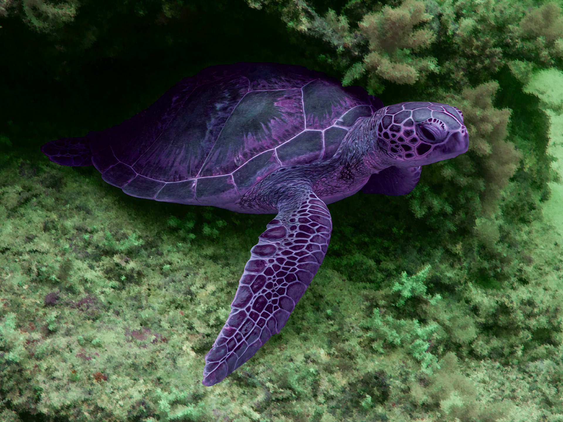 Turtle #2