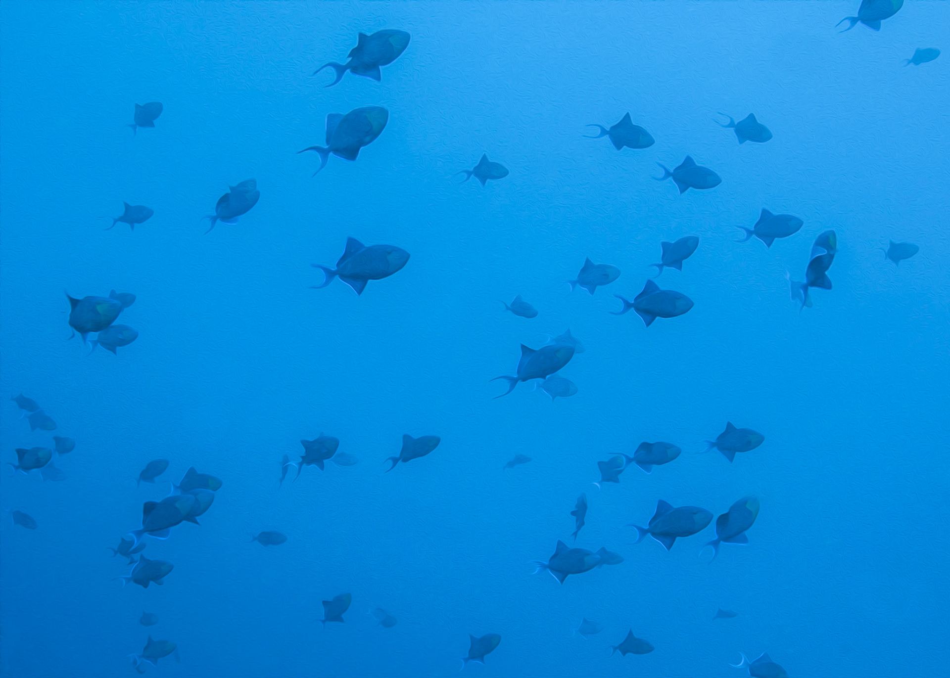 Triggerfish