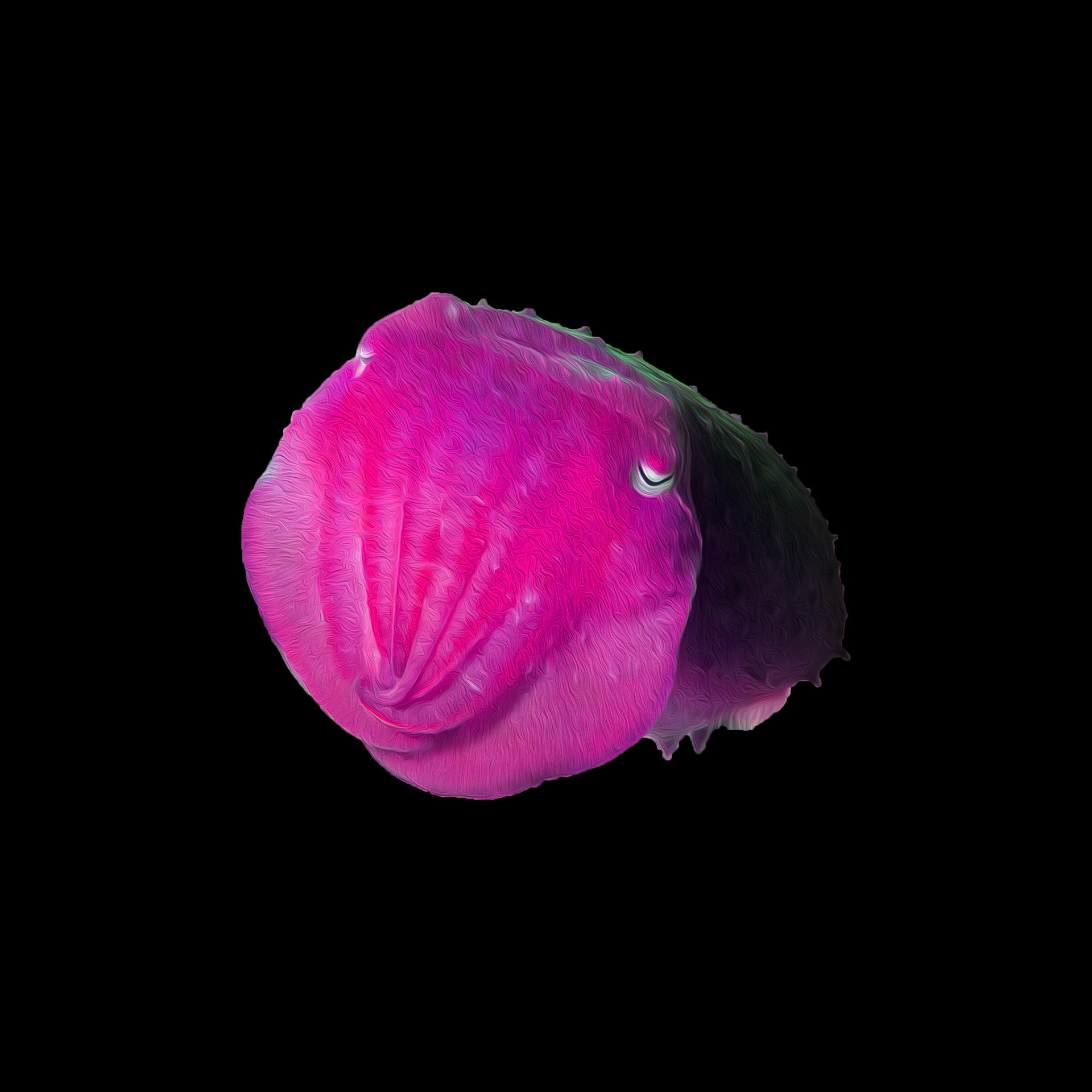 Cuttlefish #4