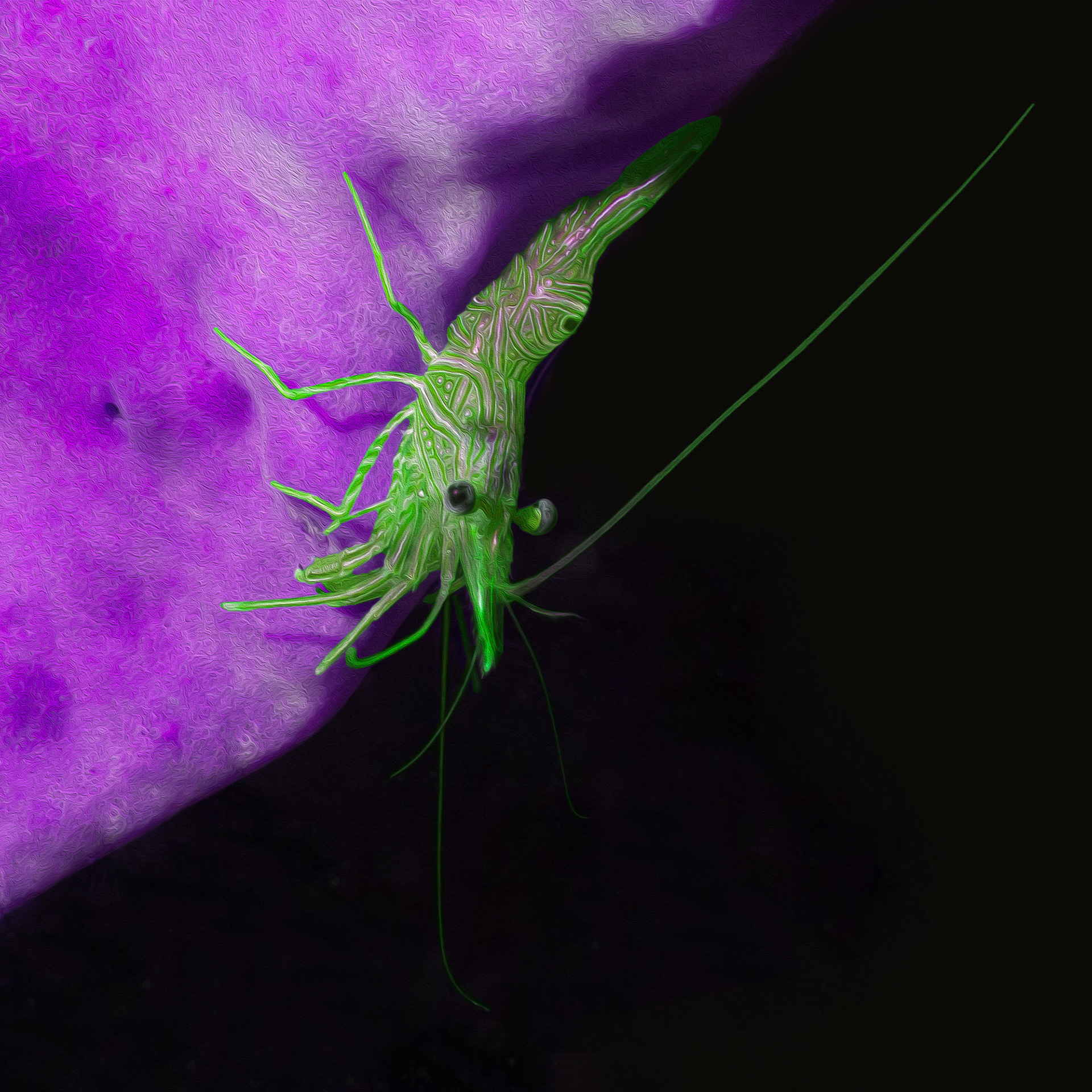 Hingeback Shrimp #1