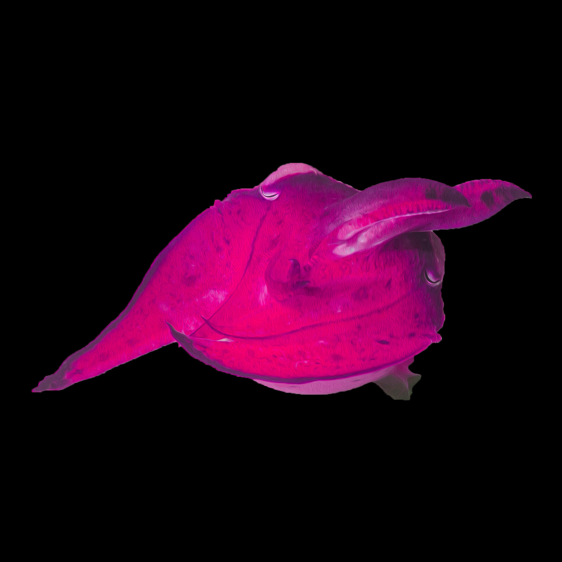 Cuttlefish #6