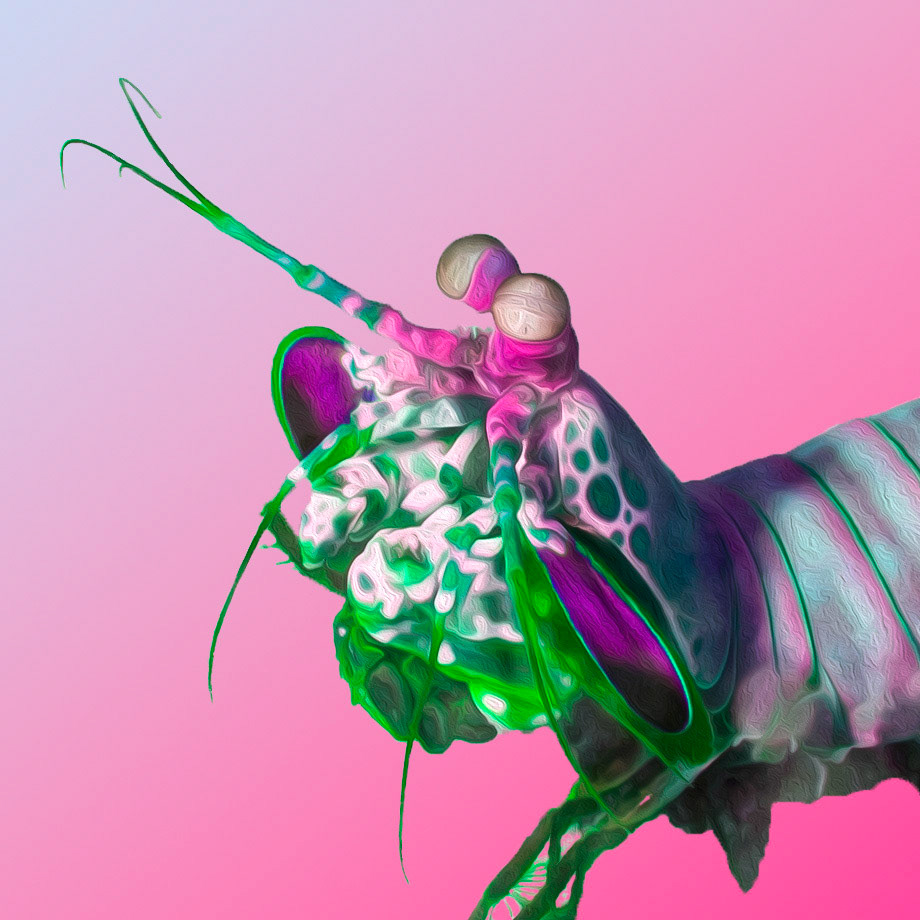 Peacock Mantis Shrimp (Purpurfleck Schmetterer)