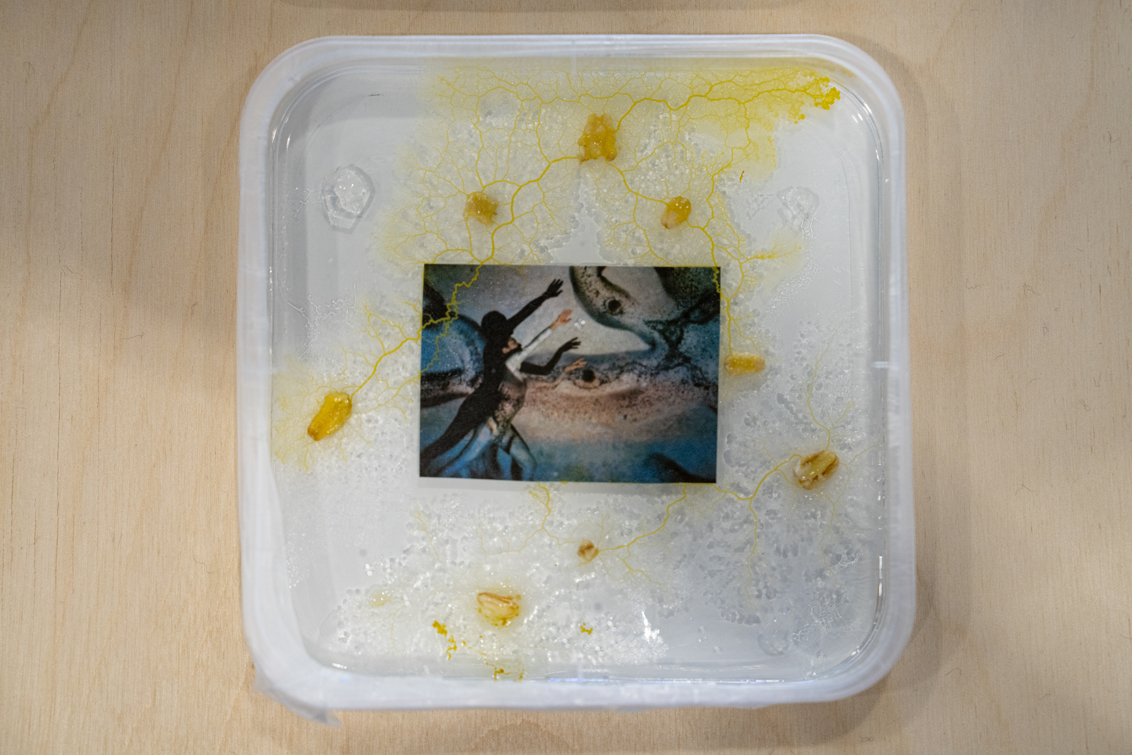 We are Plasmodial x Slime Mould