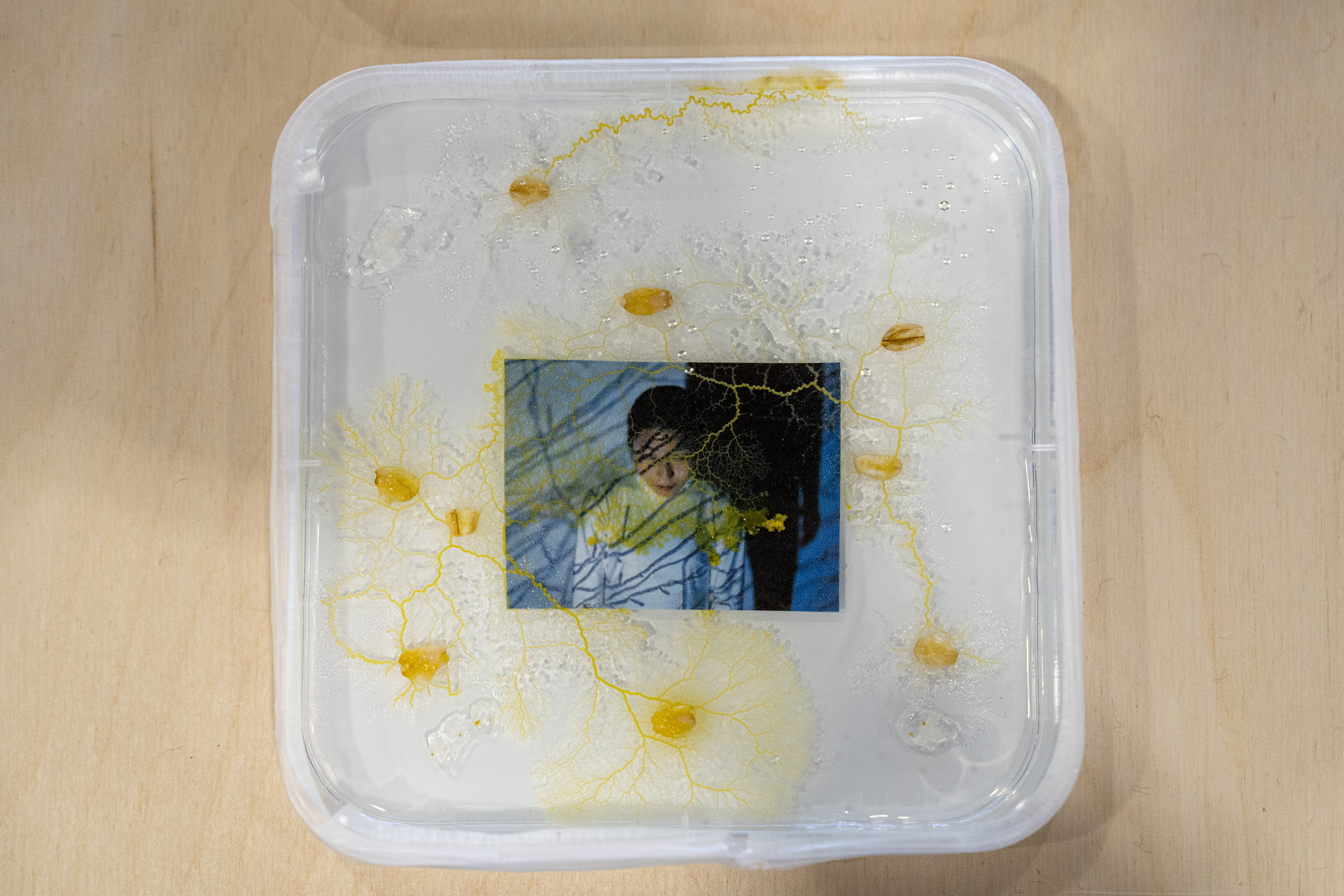 Reconcile x Slime Mould