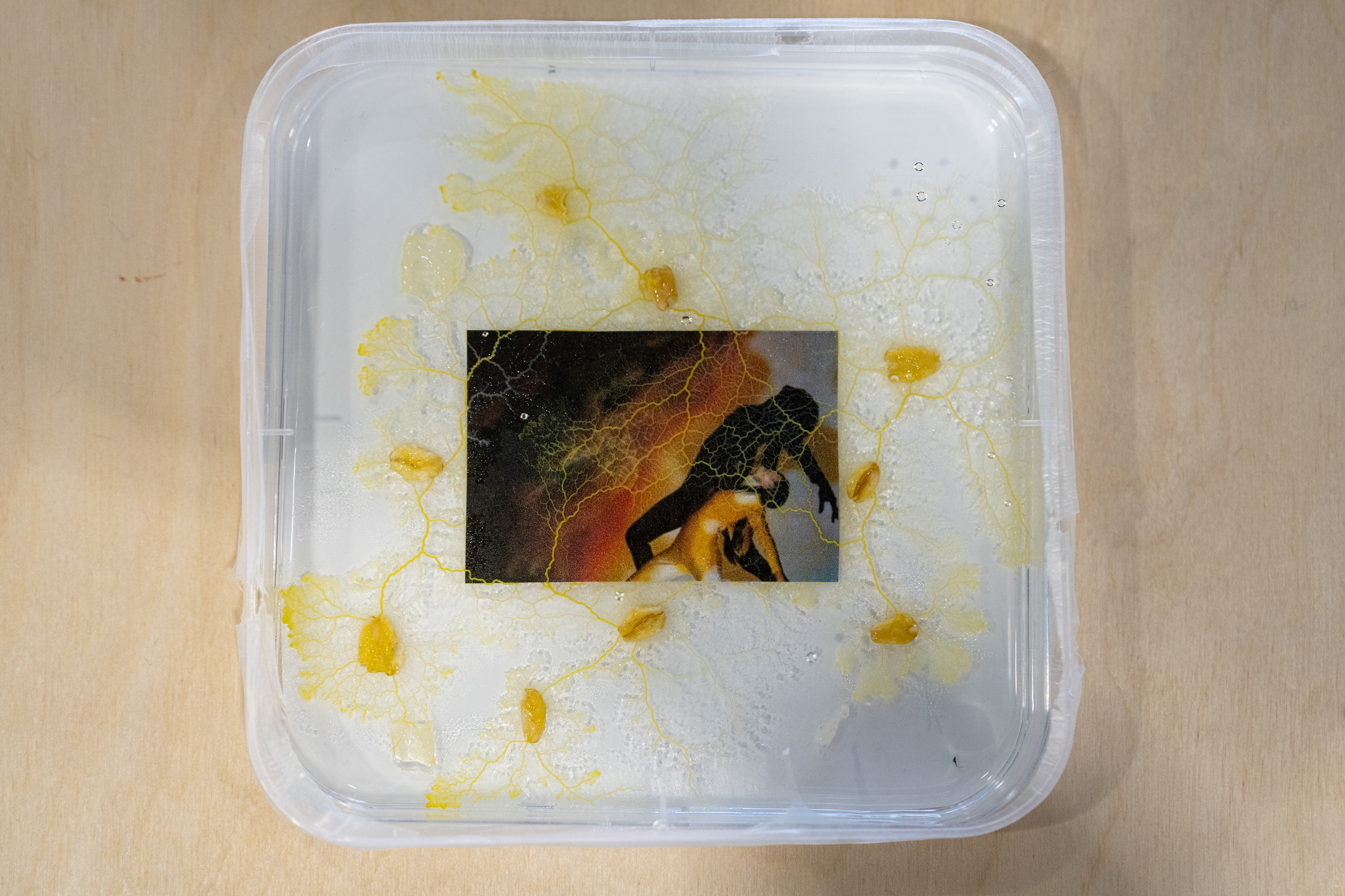 Coalescence x Slime Mould