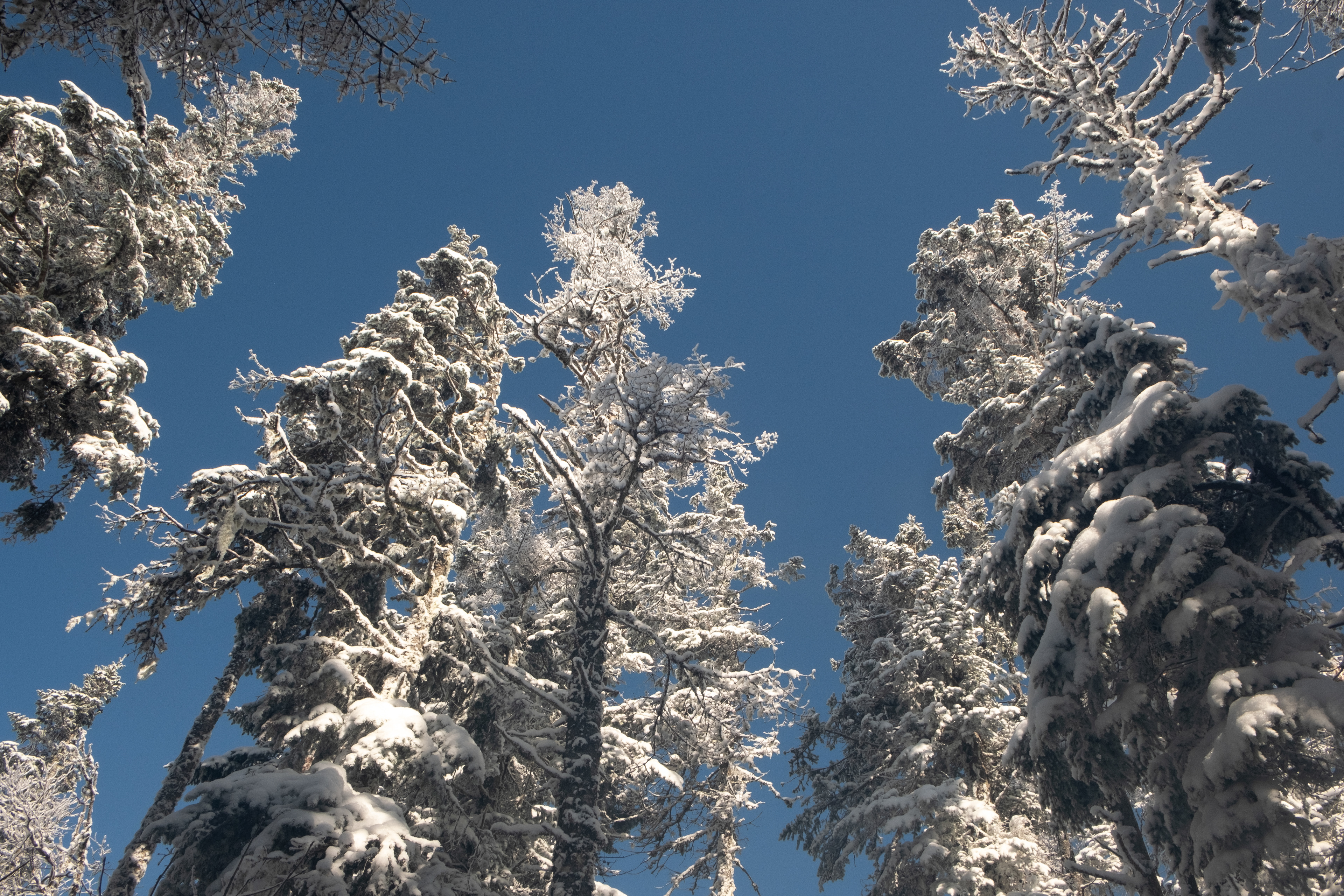 White Mountains