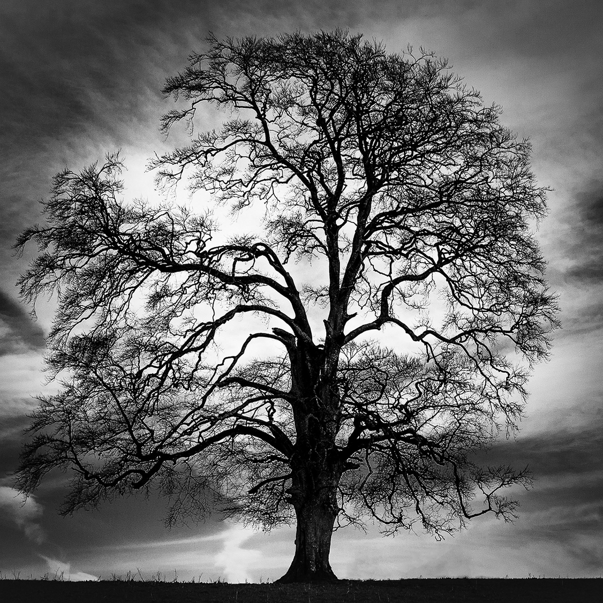 Leslie Tree