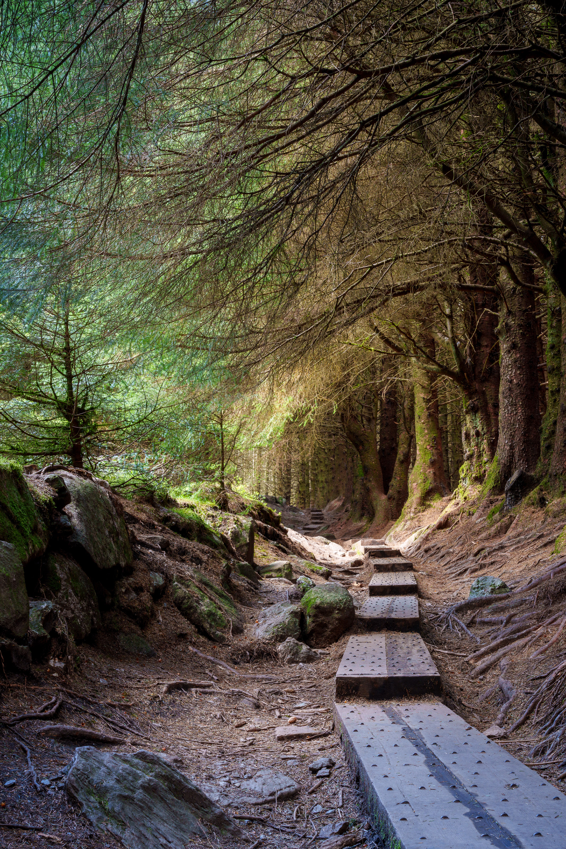 Ballinastoe Woods
