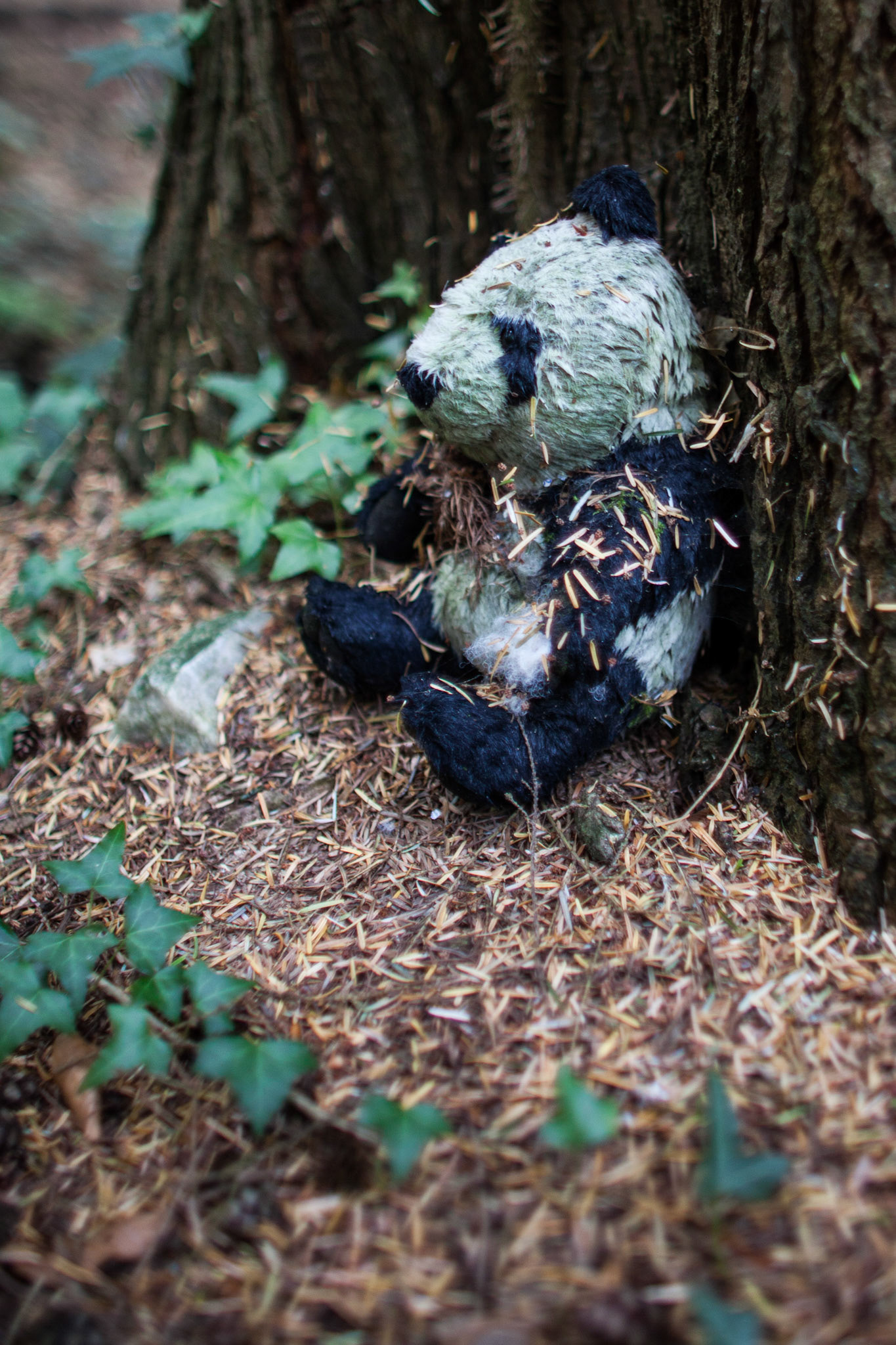 Somewhere, In A Wood, In Devon...