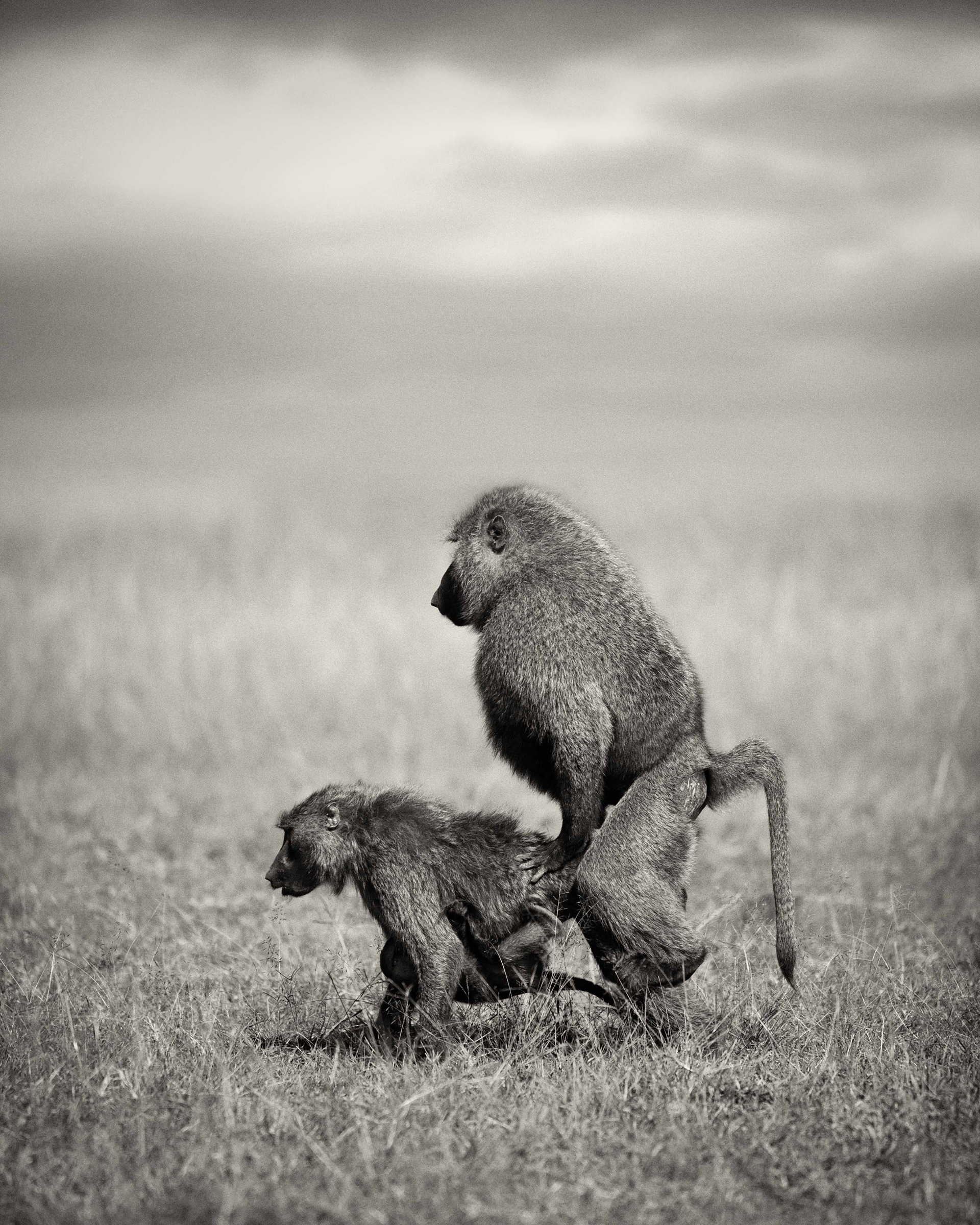 Monkey Business, Masai Mara 2015