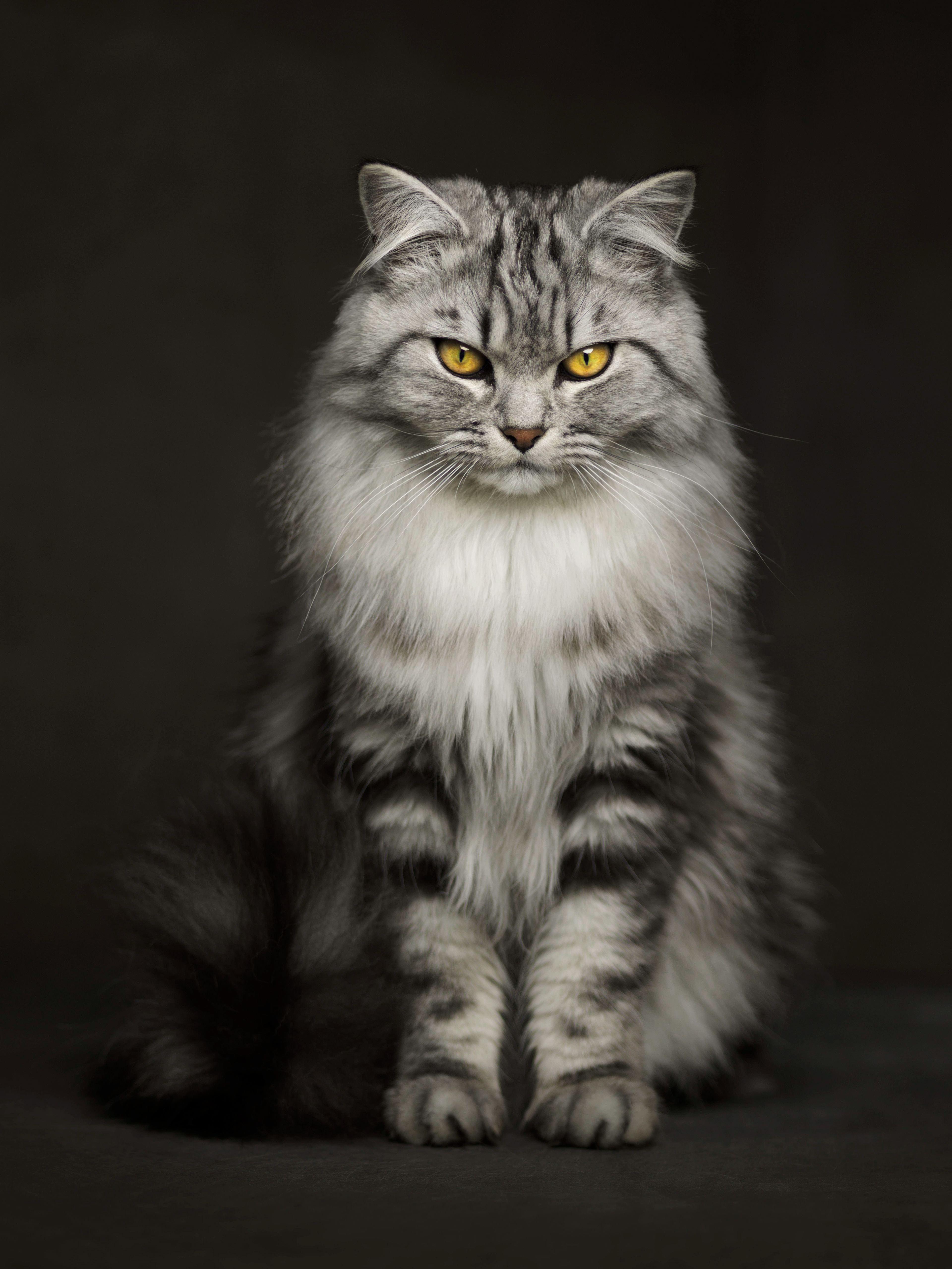 Mr Olav 2015