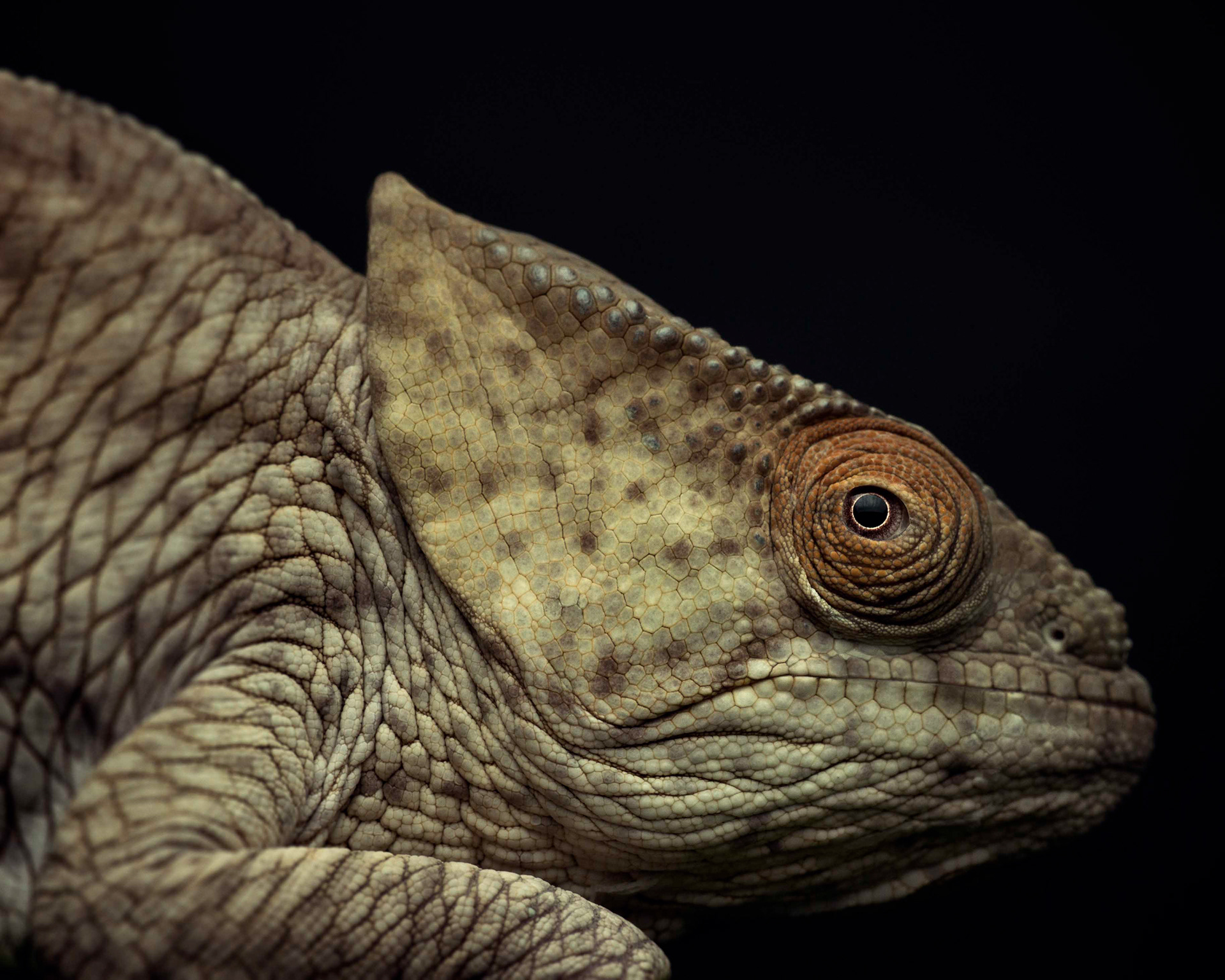 Calumma Parsonii, 2014