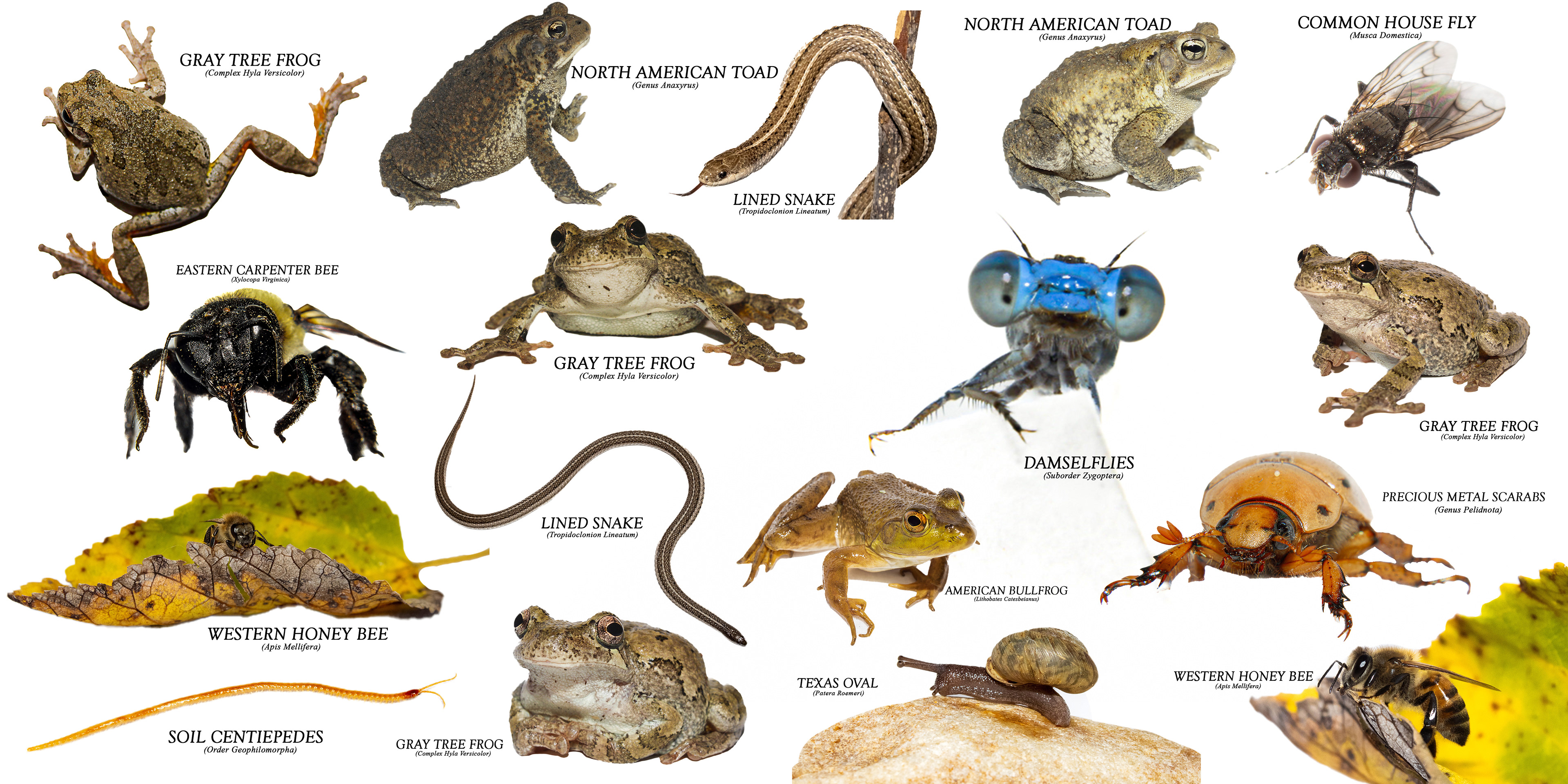 Wild Lens Collage (With Names) #00028