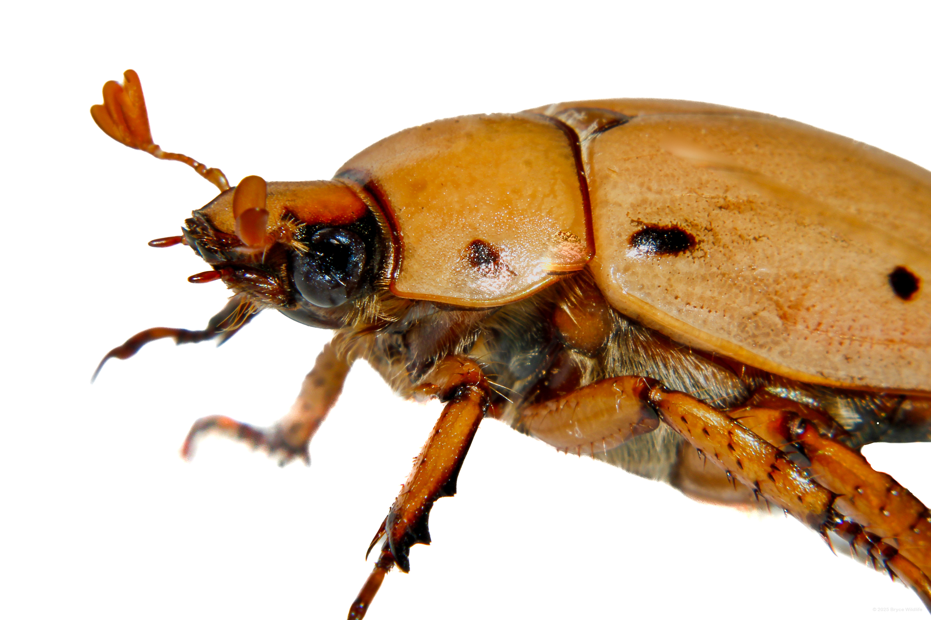 Grapevine Beetle (Pelidnota punctata) #00018