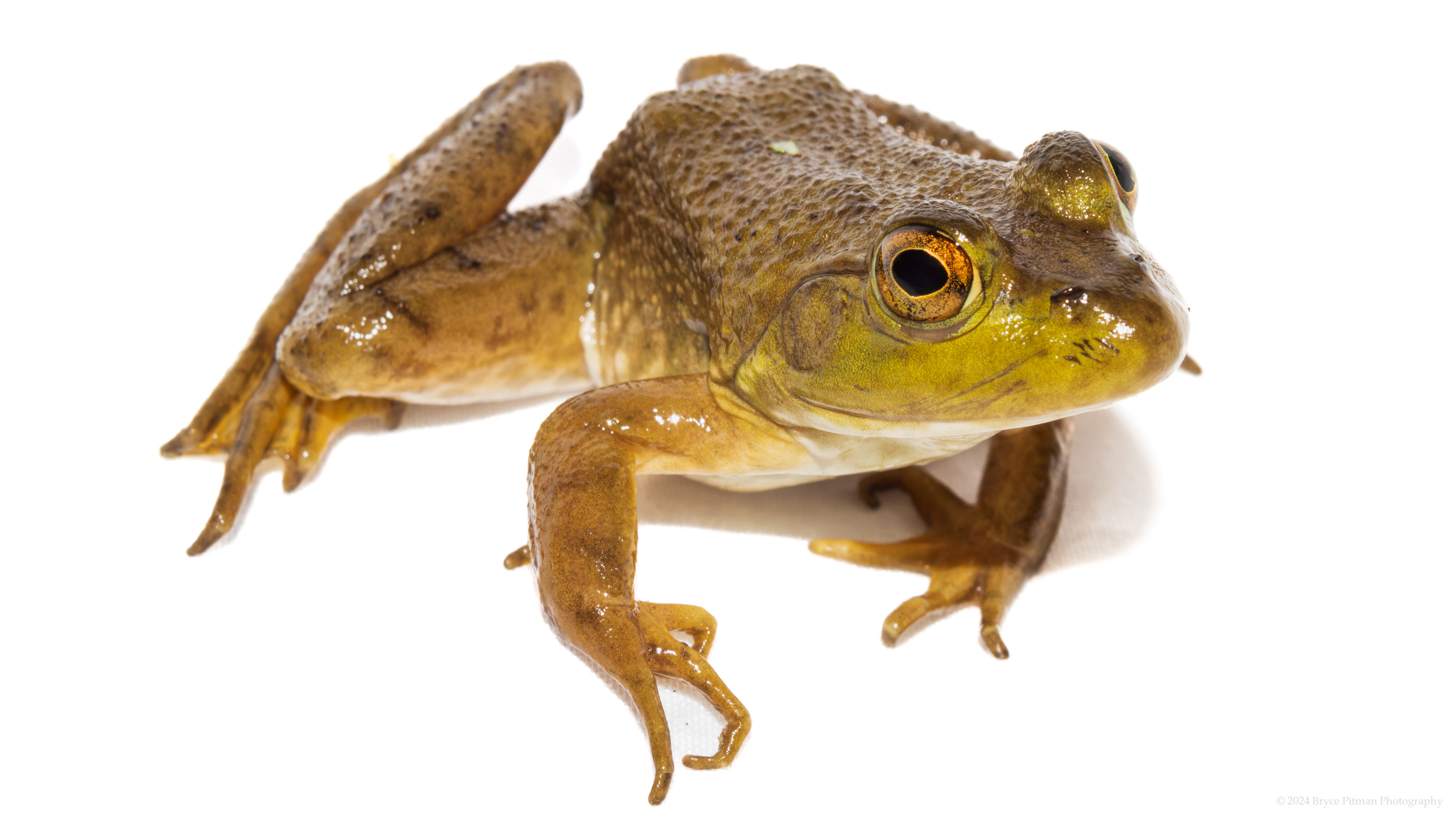 American Bullfrog (Lithobates catesbeianus) #00003