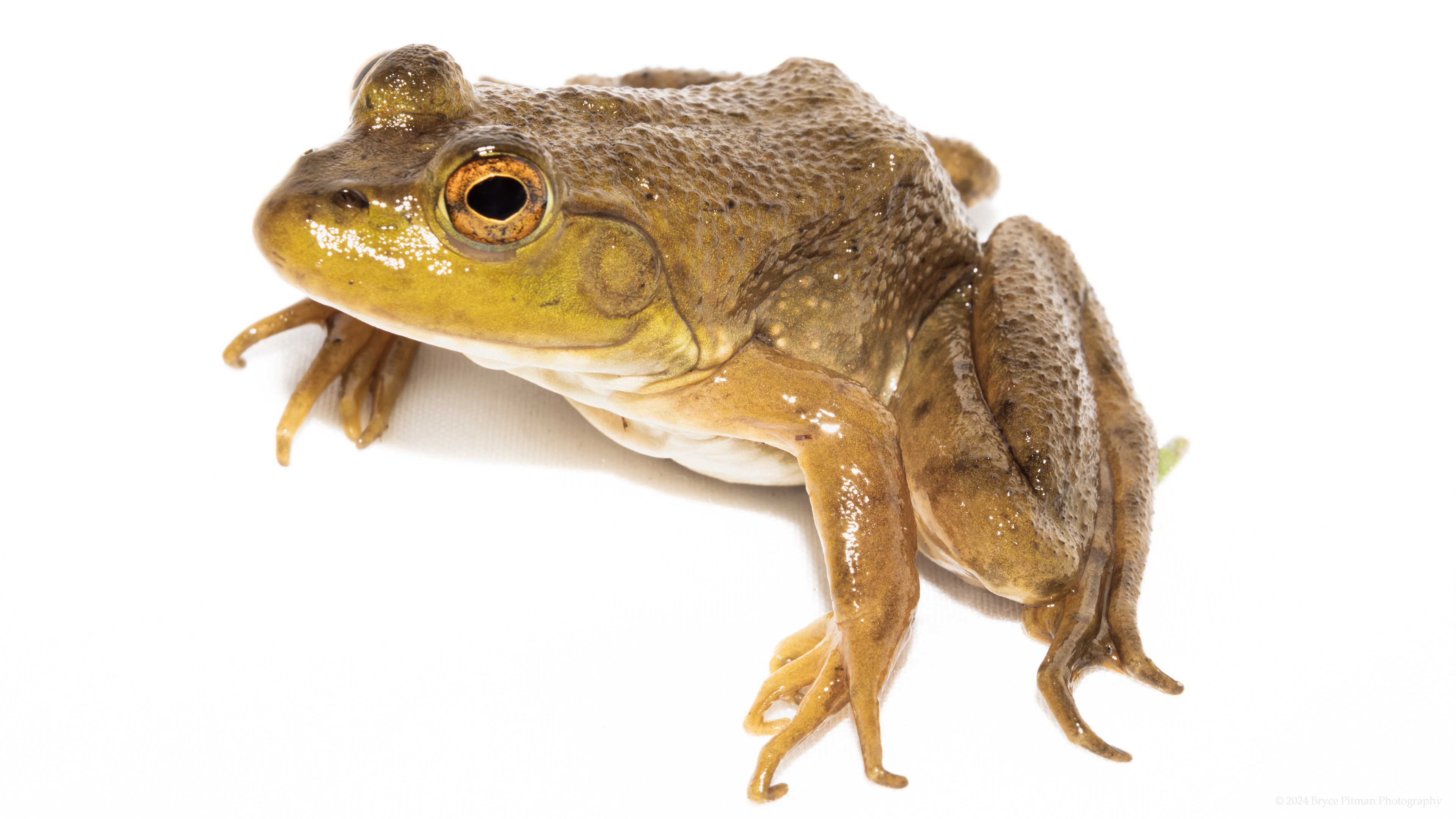 American Bullfrog (Lithobates catesbeianus) #00002