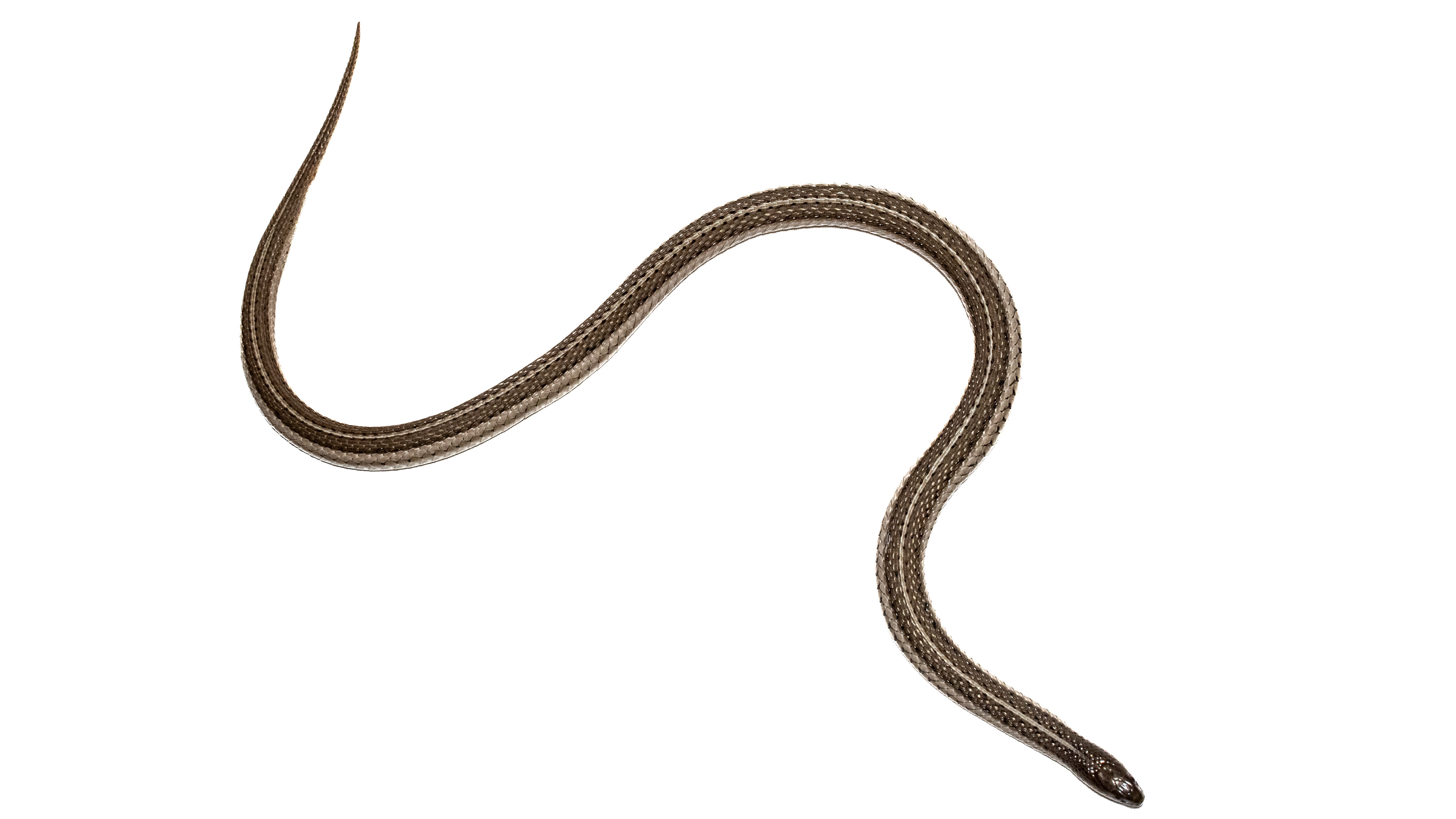 Lined Snake (Tropidoclonion lineatum) #00008