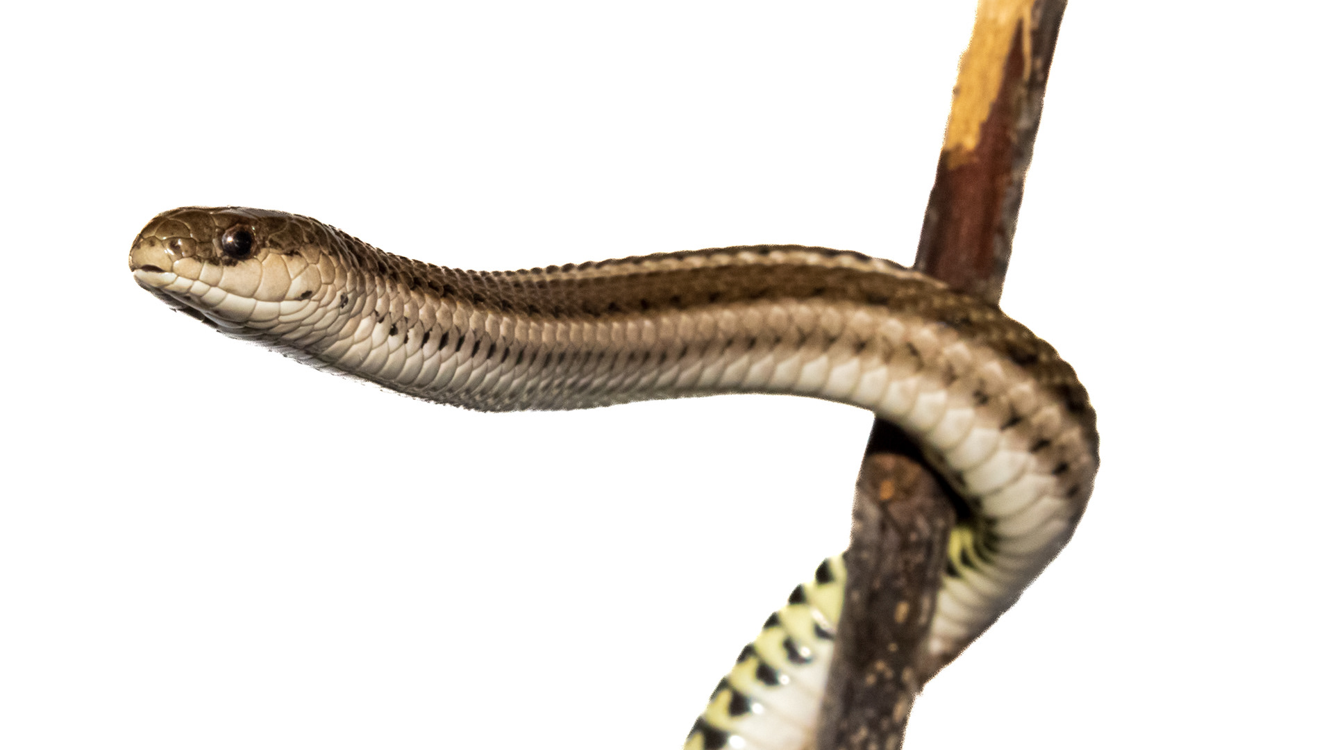 Lined Snake (Tropidoclonion lineatum) #00012