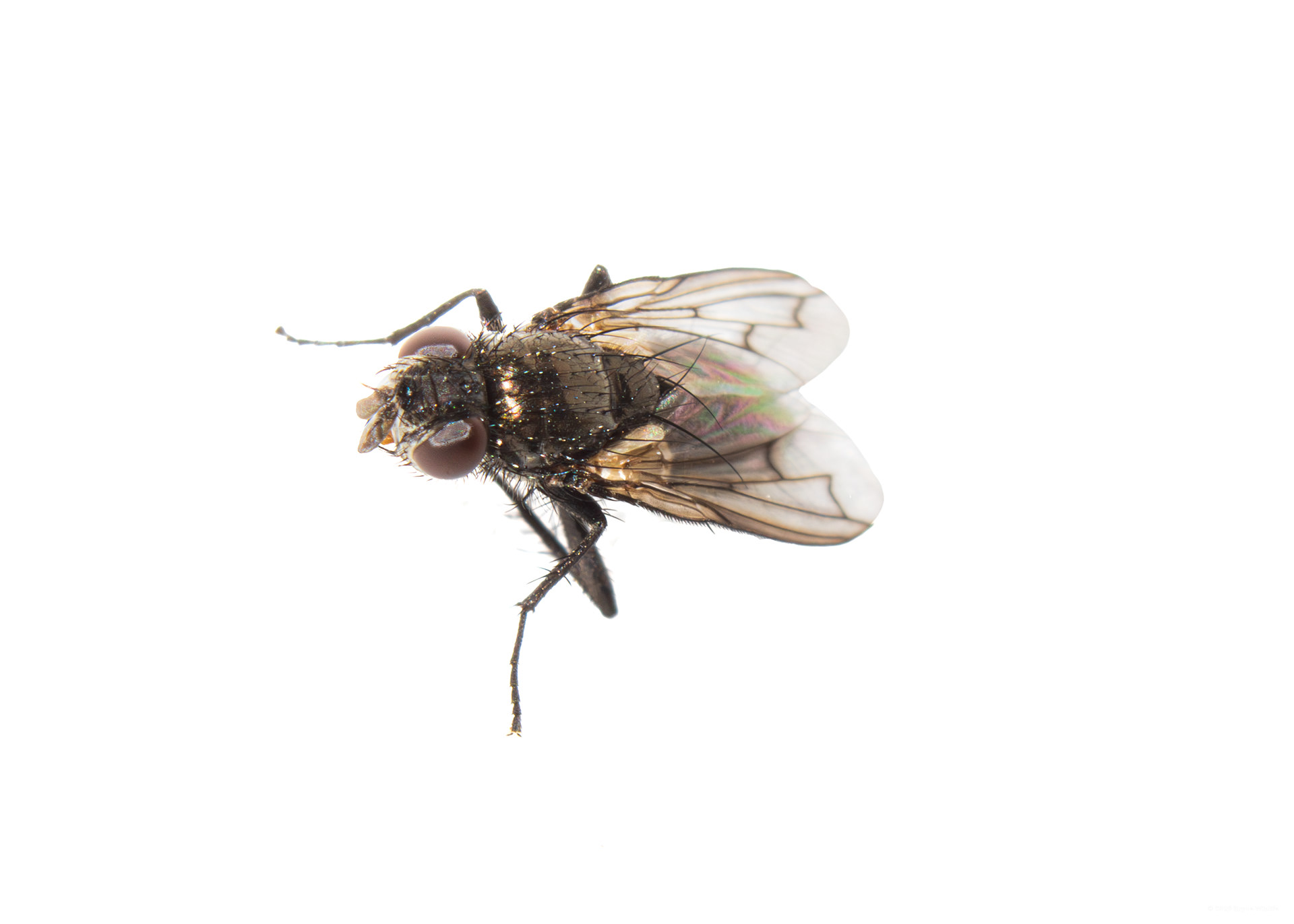 Calyptrate Flies (Zoosubsection Calyptratae) #00025