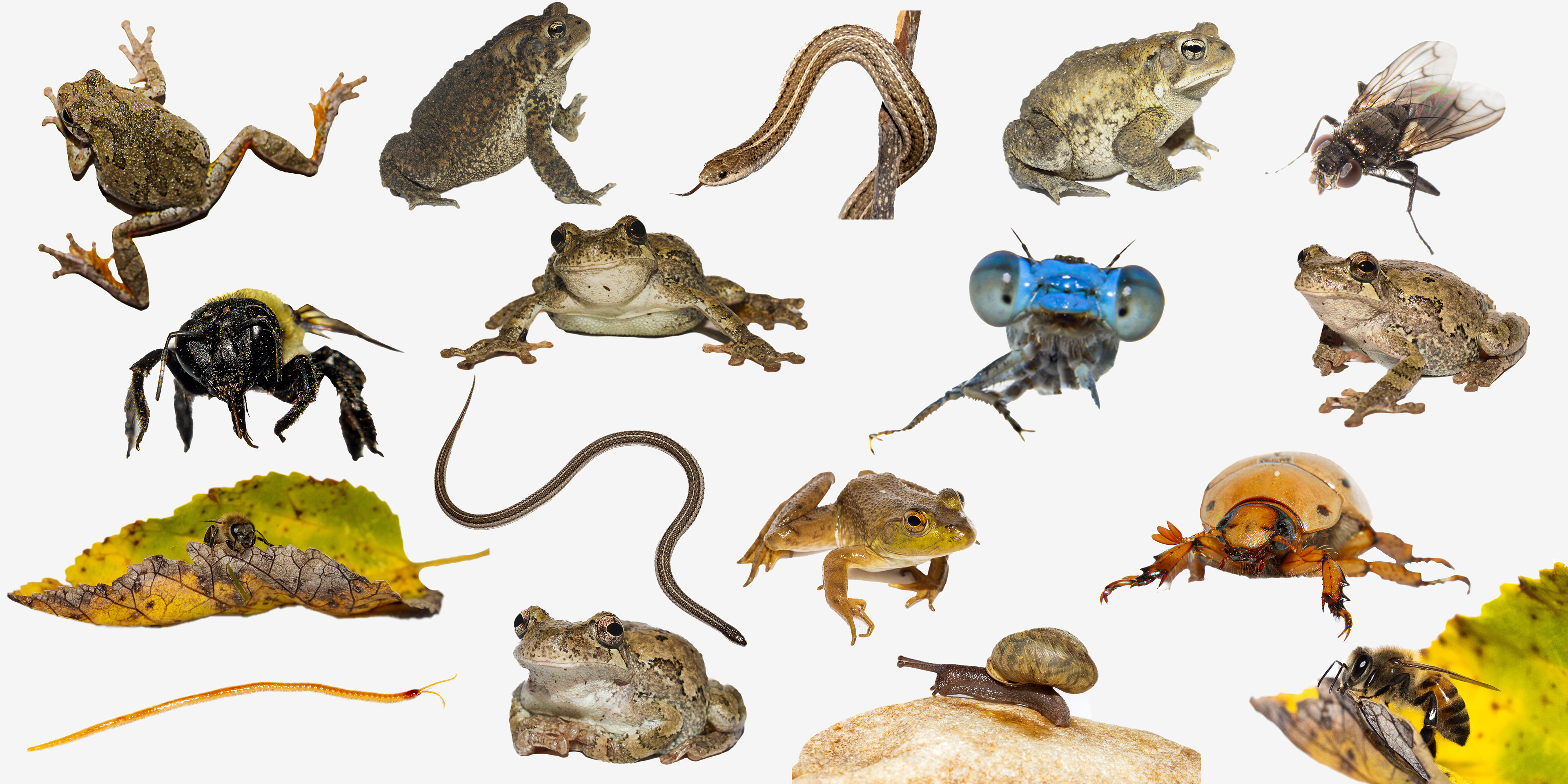 Wild Lens Collage (No Names) #00027