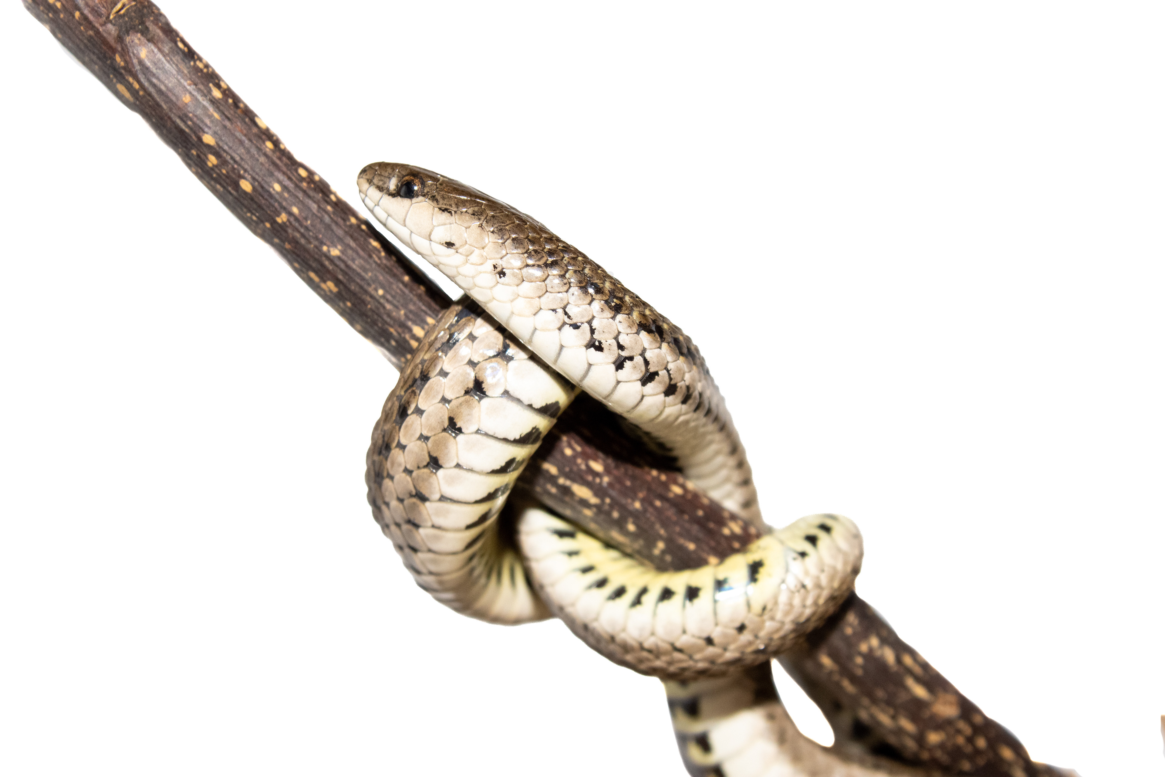 Lined Snake (Tropidoclonion lineatum) #00014