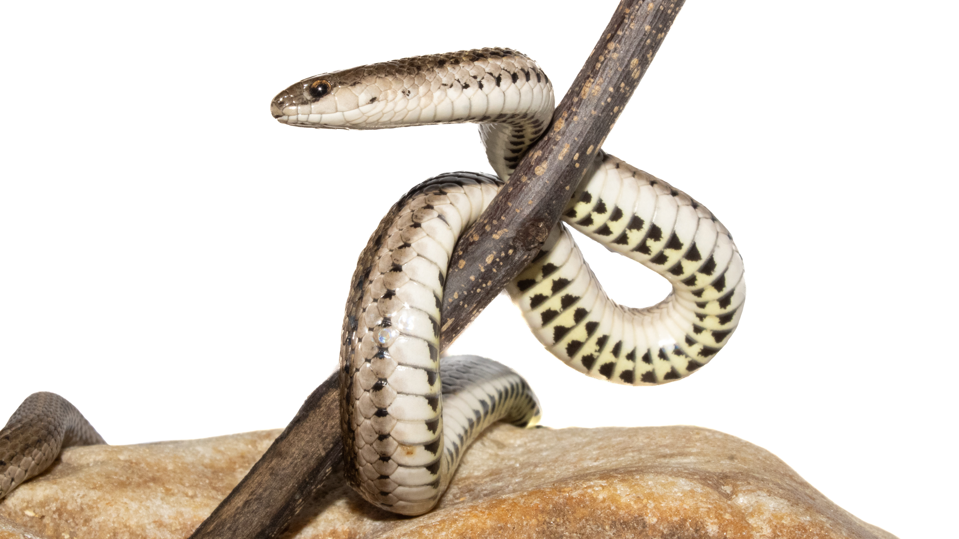 Lined Snake (Tropidoclonion lineatum) #00010